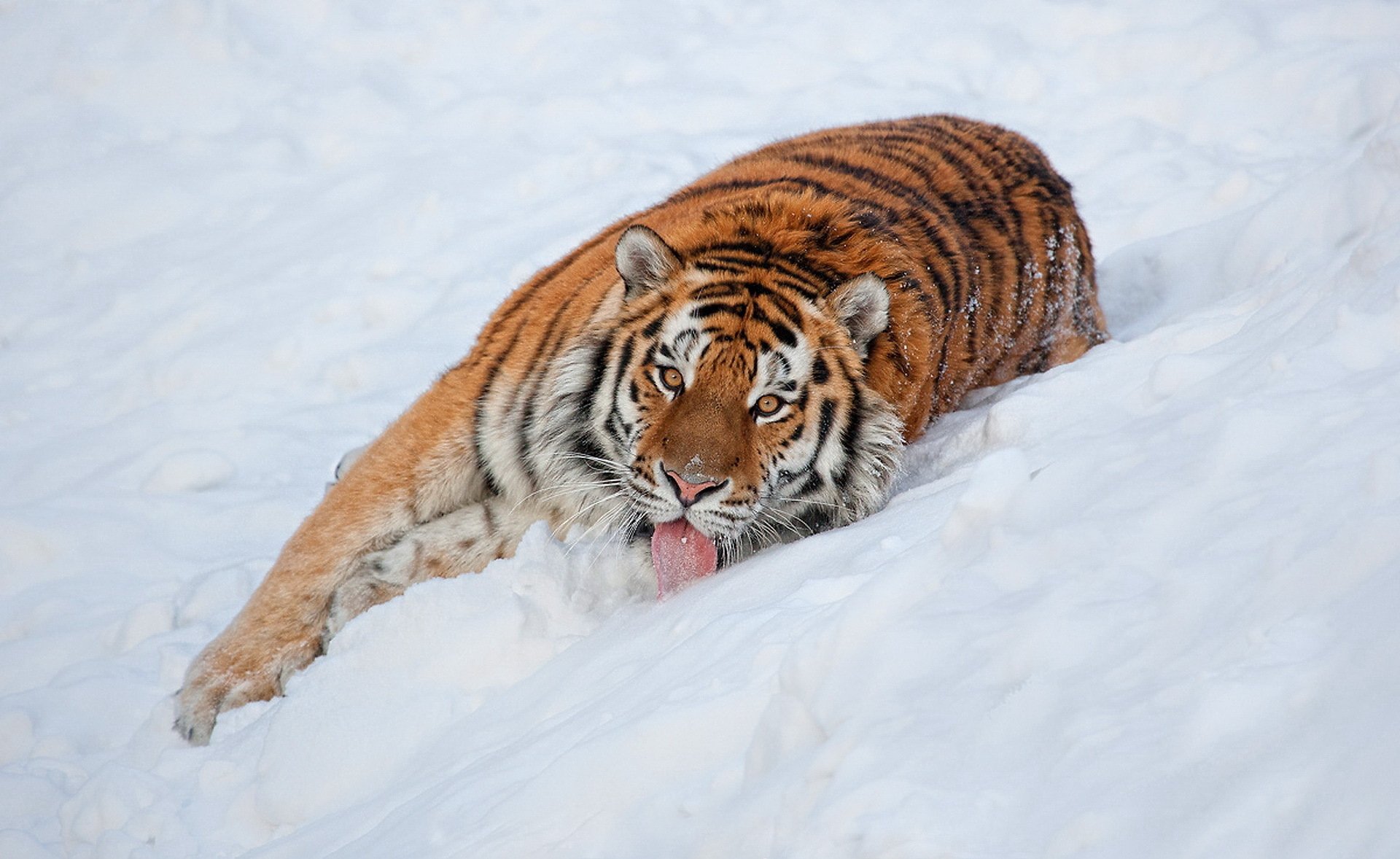 tigre vue se trouve langue neige à la recherche rayé beau fond d écran