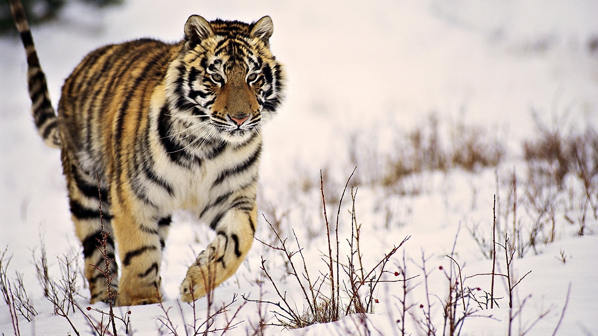 tiger striped snow winter