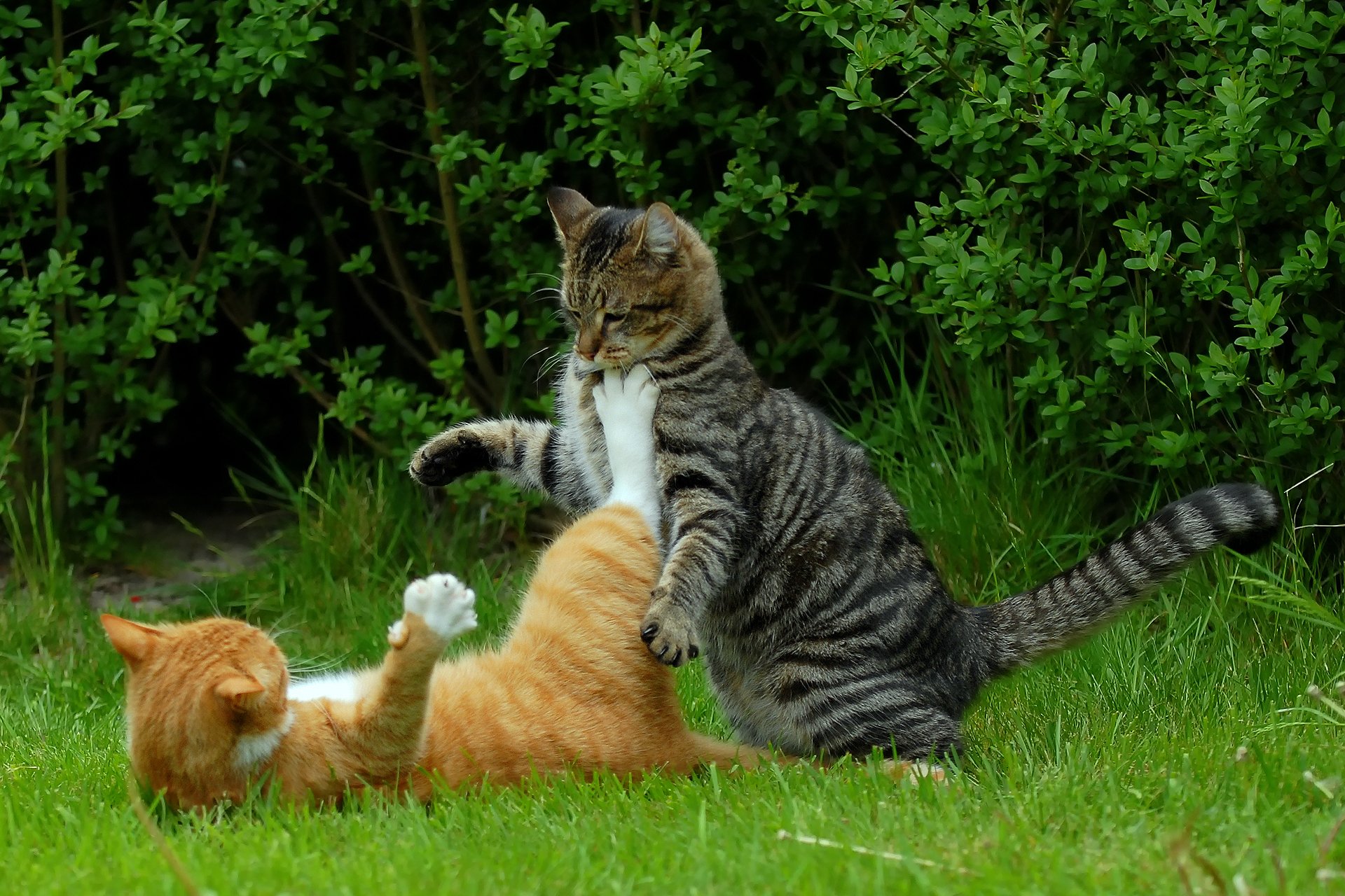 cats cats kung fu kote