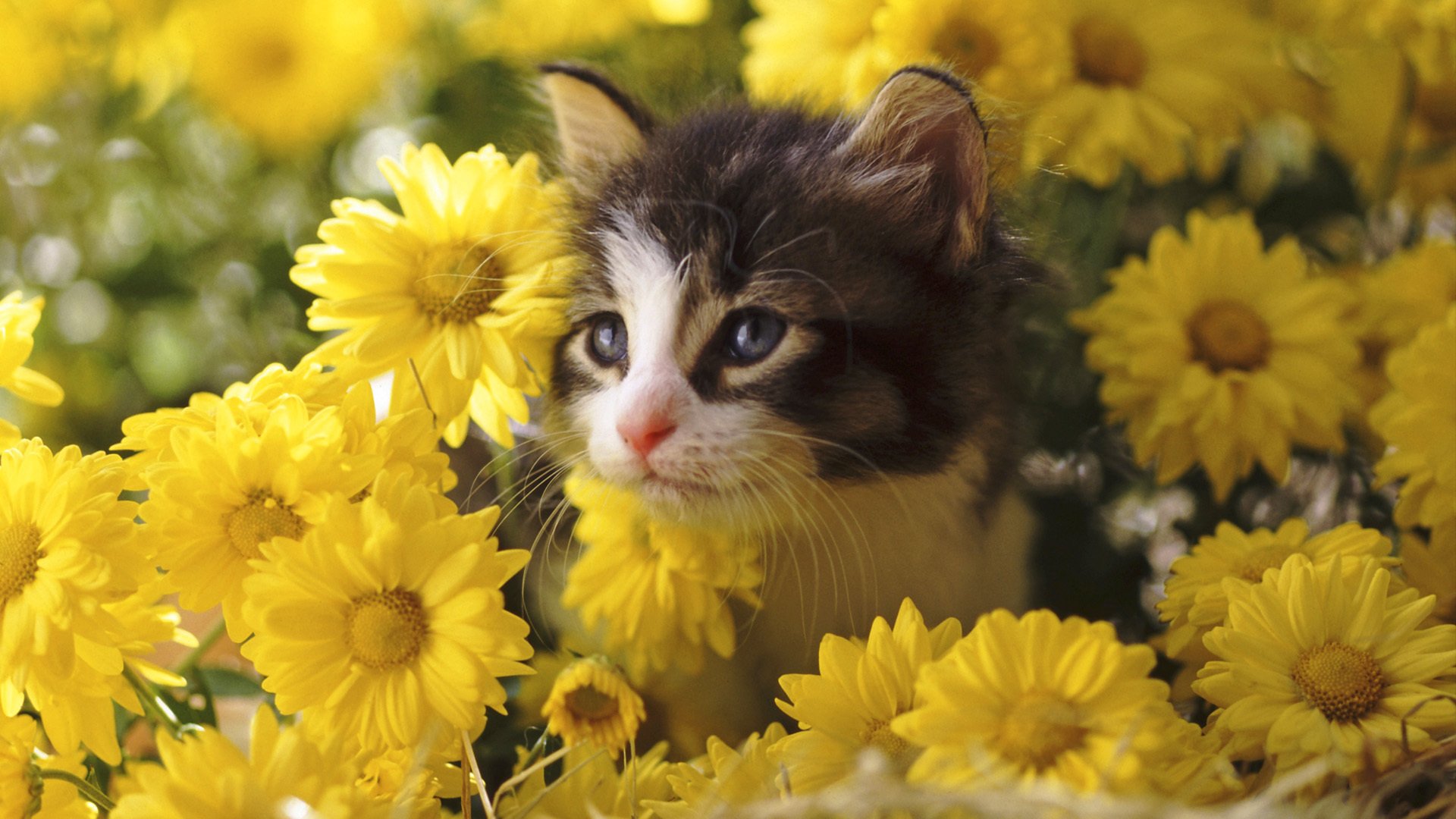 fleurs chrysanthèmes