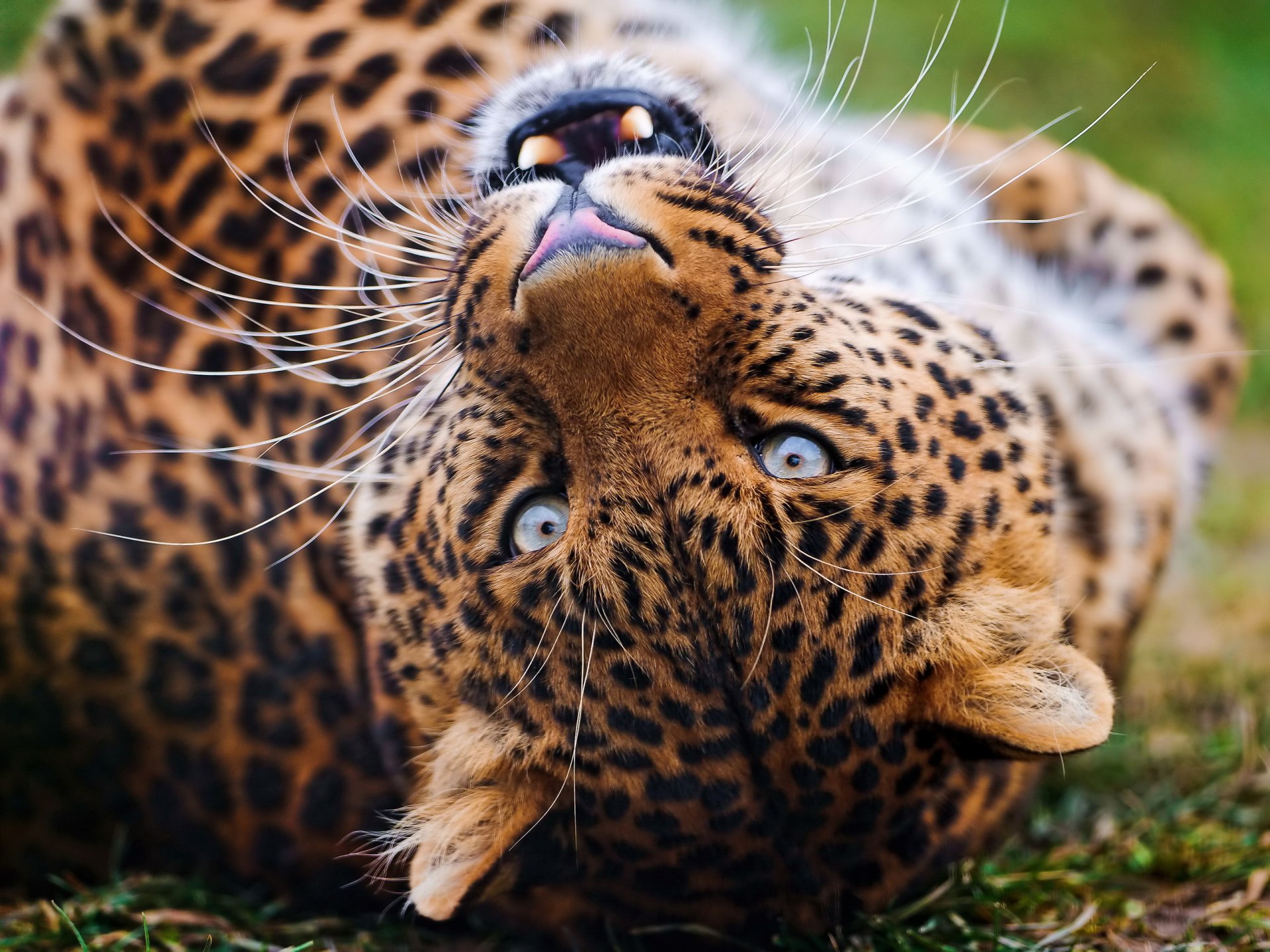 leopard spielen schnauze schnurrbart blick grinsen