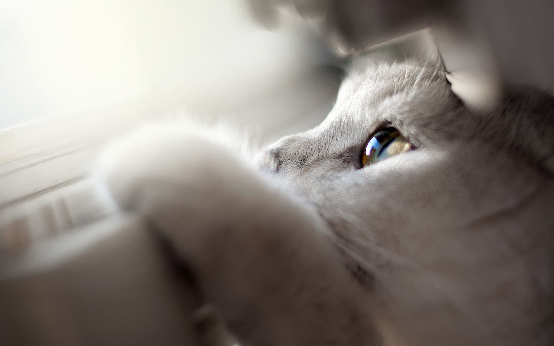 cat window close up