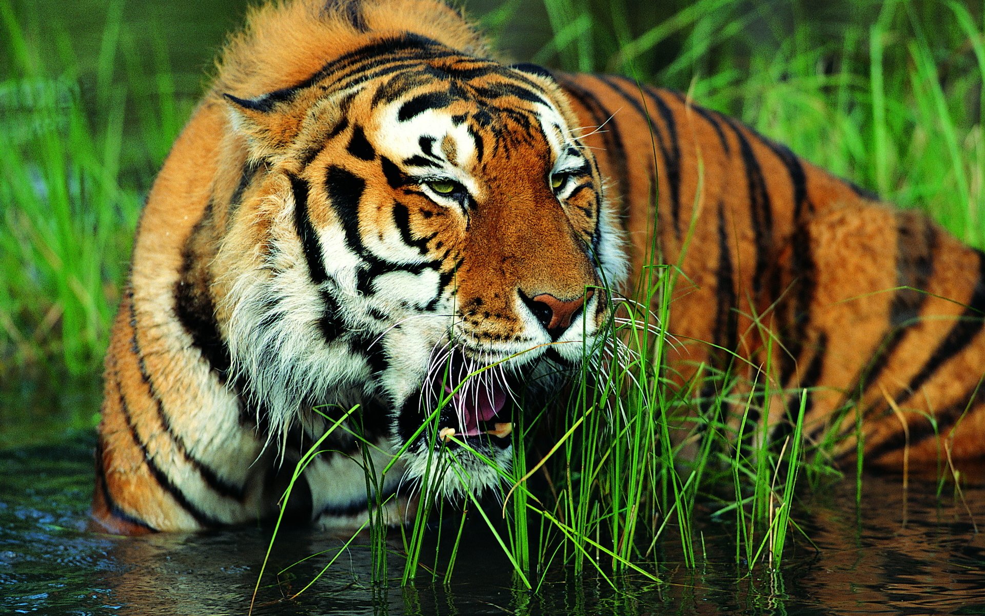 tiger wasser grinsen schnauze gras