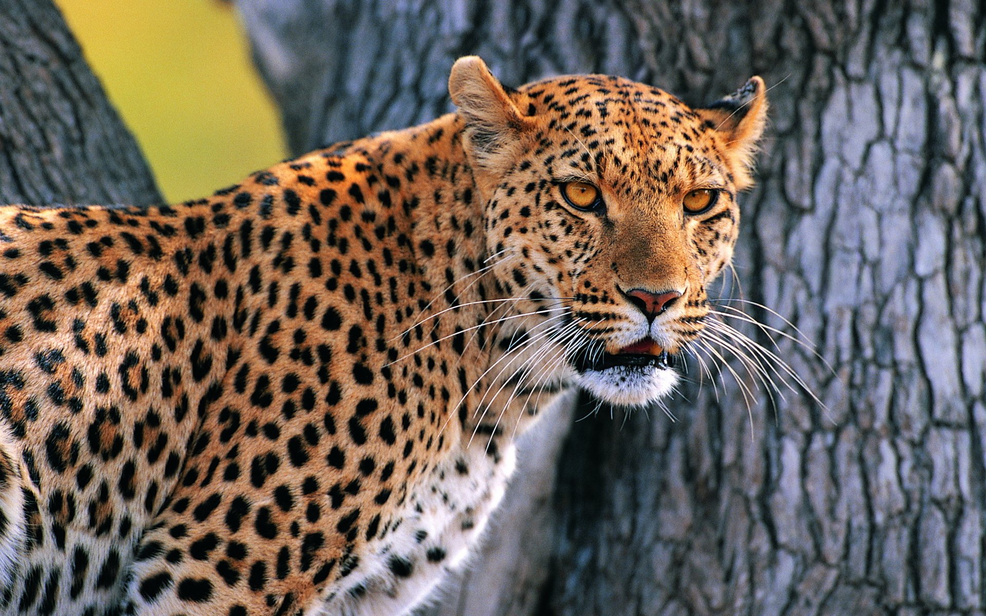 leopard tree watches whiskered snout