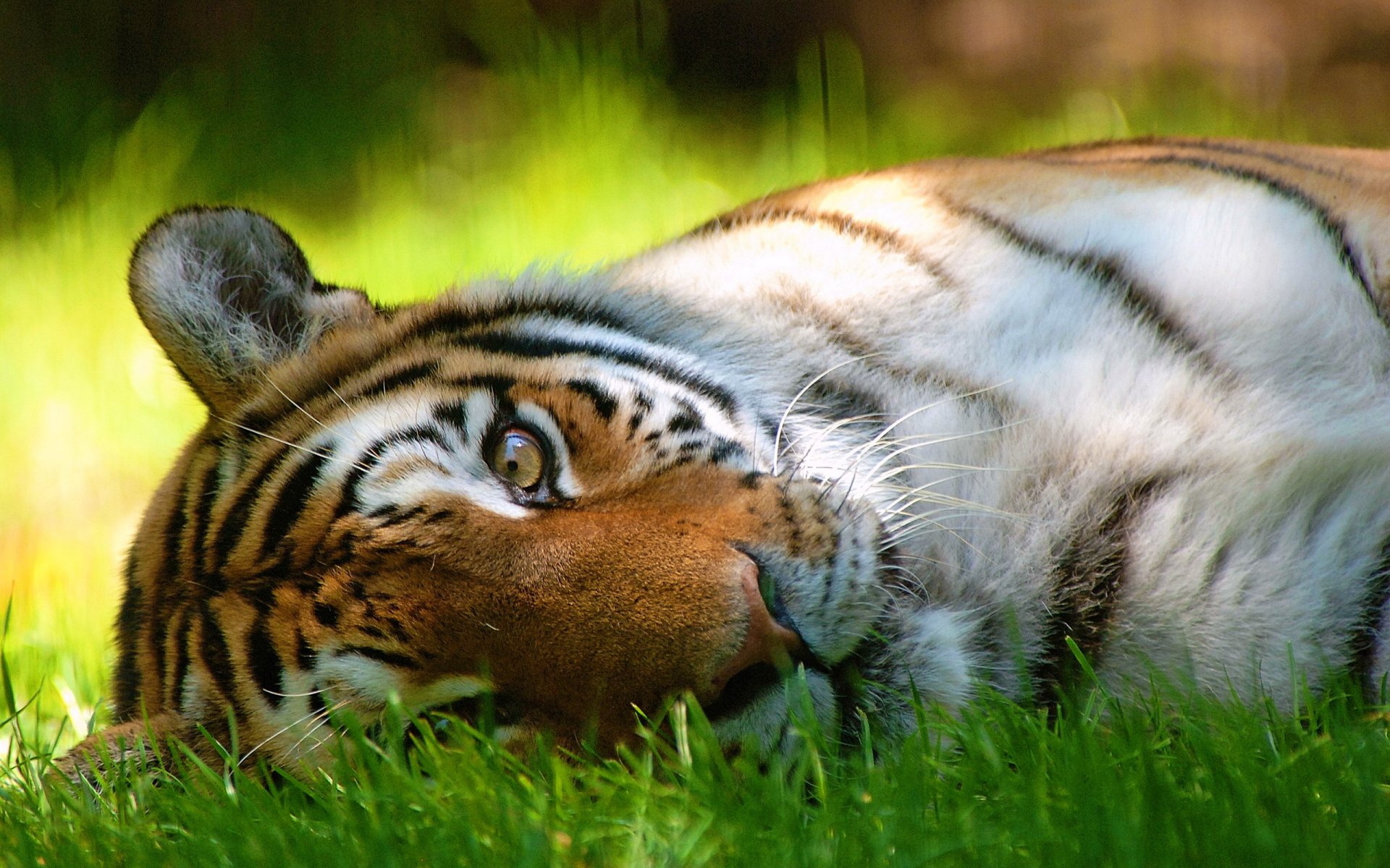 tiger schnauze schnurrbart blick interesse streifen liegt gras schatten sommer