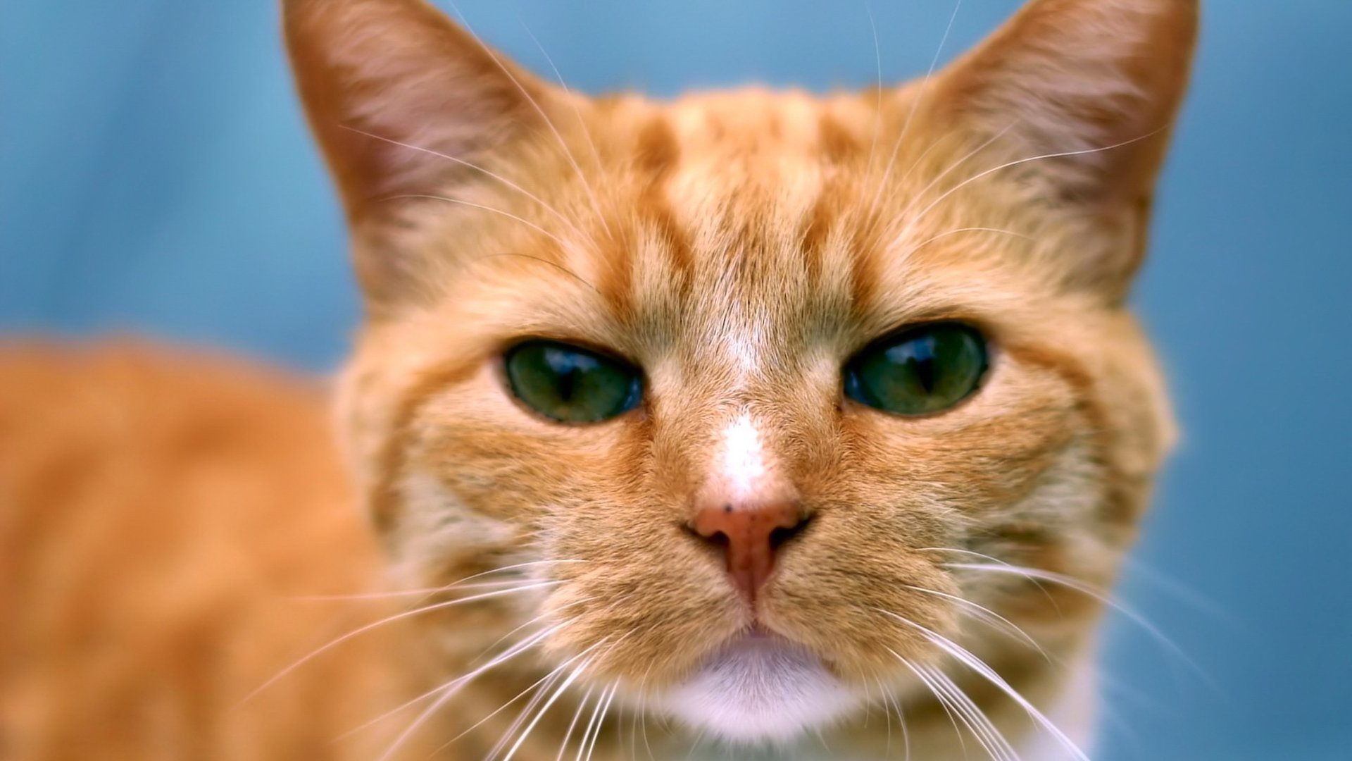 gato pelirroja ojos bigote retrato