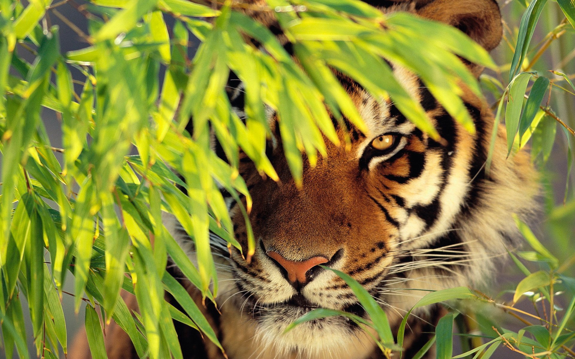 tiger laub schnauze steht schaut schnauze