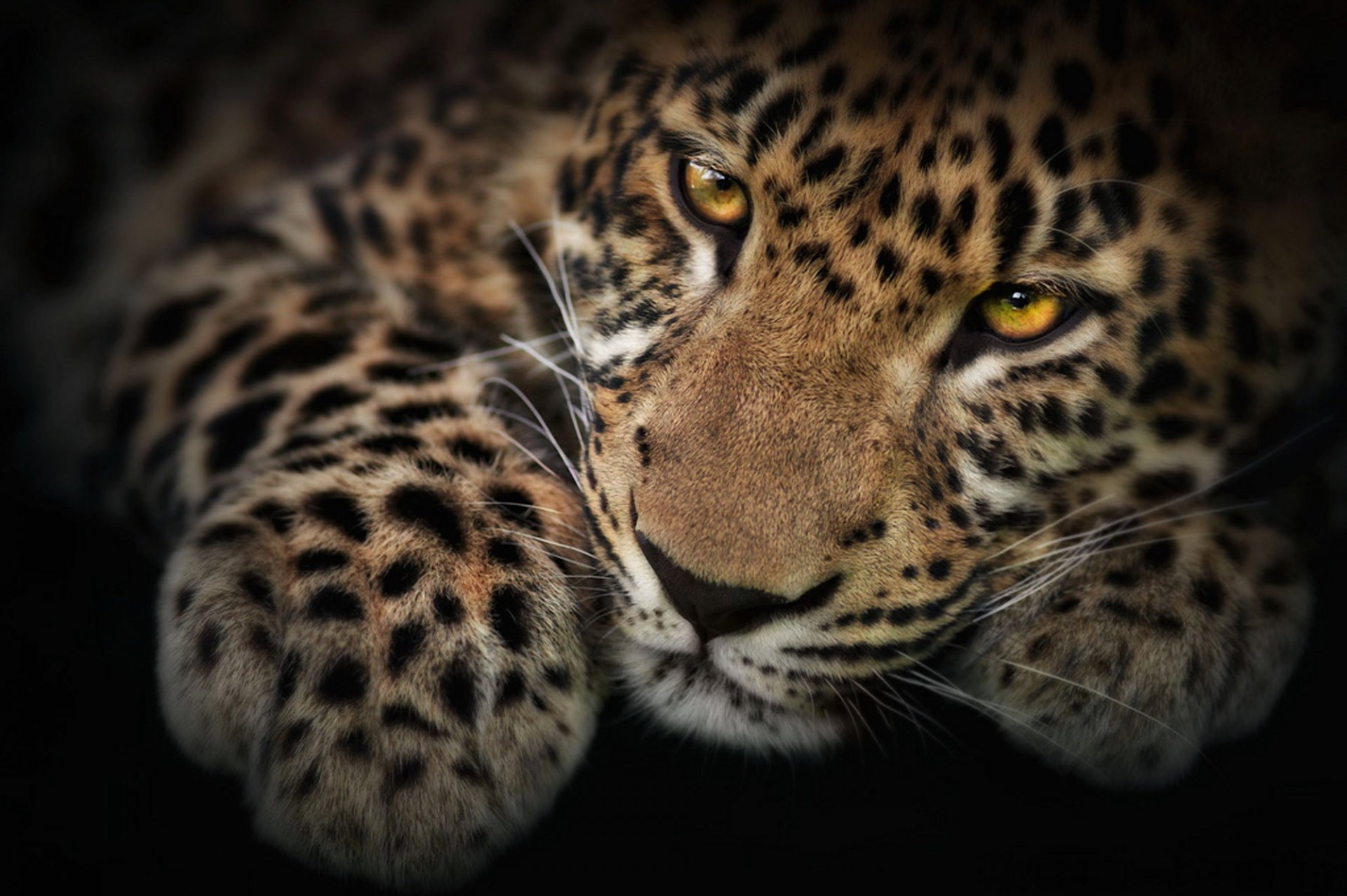 leopardo pantera pardus zampa muso maculato baffi sguardo photoshop carta da parati