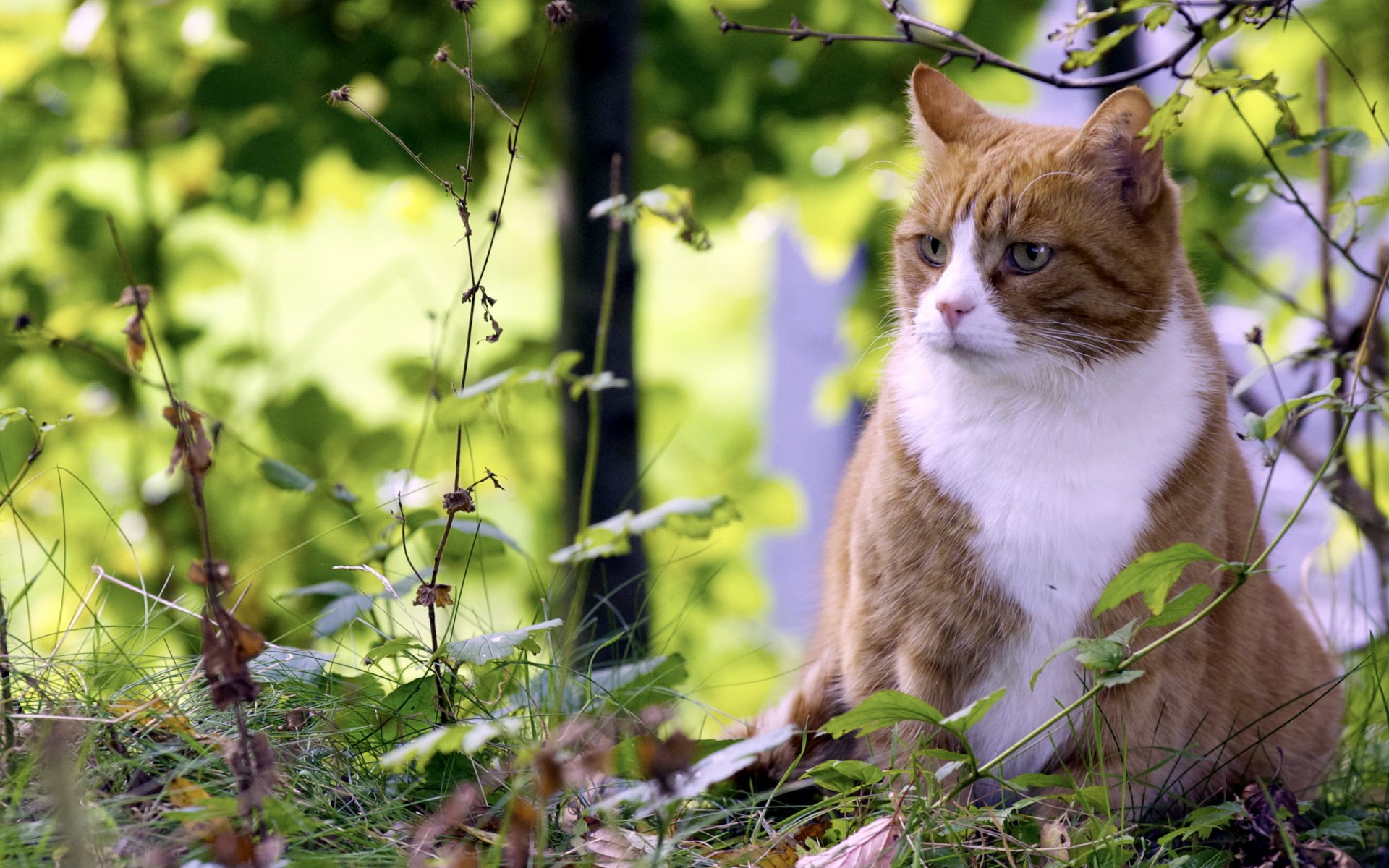 gato verano naturaleza