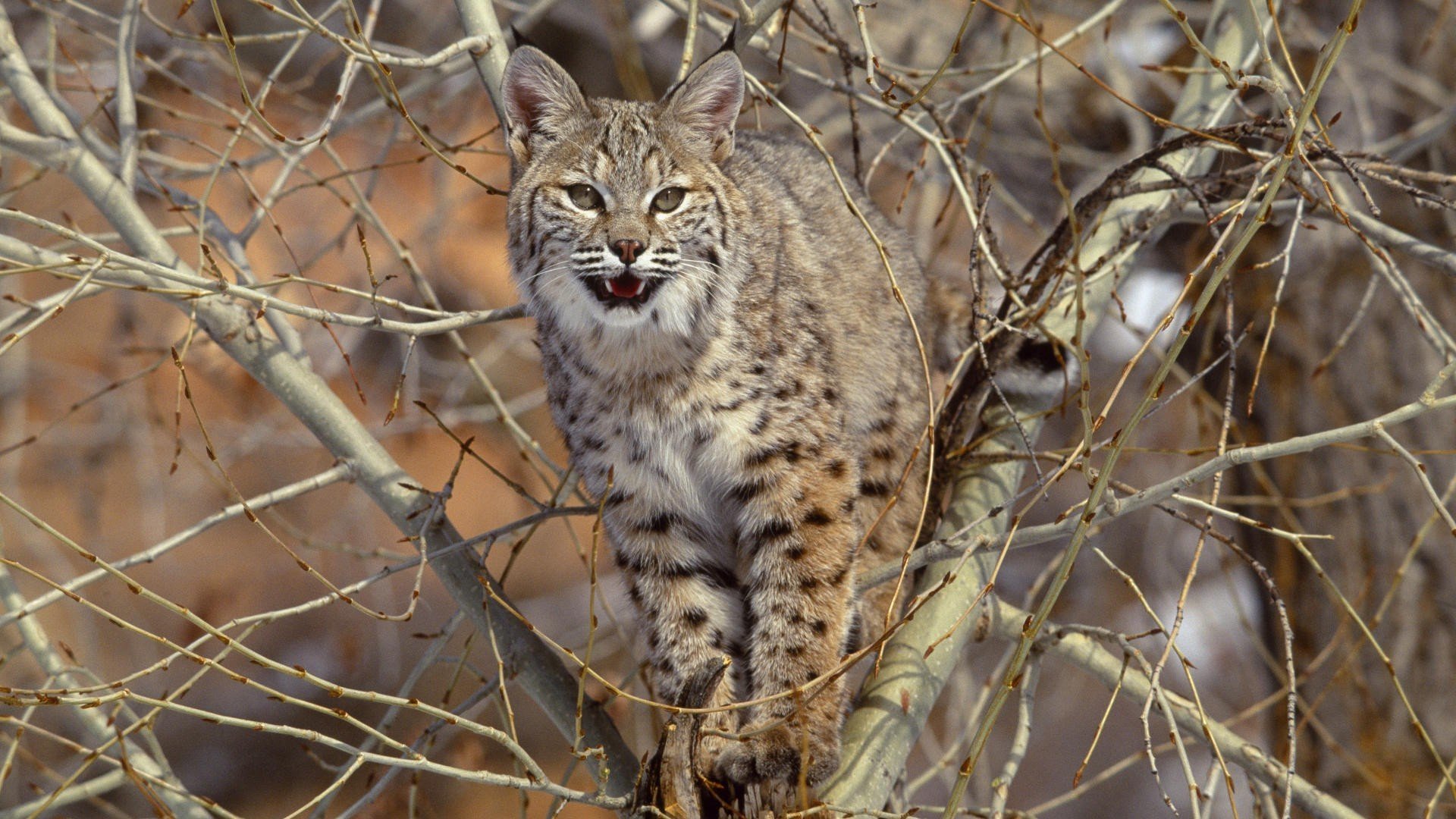 lynx prédateur bête grand chat arbre branches