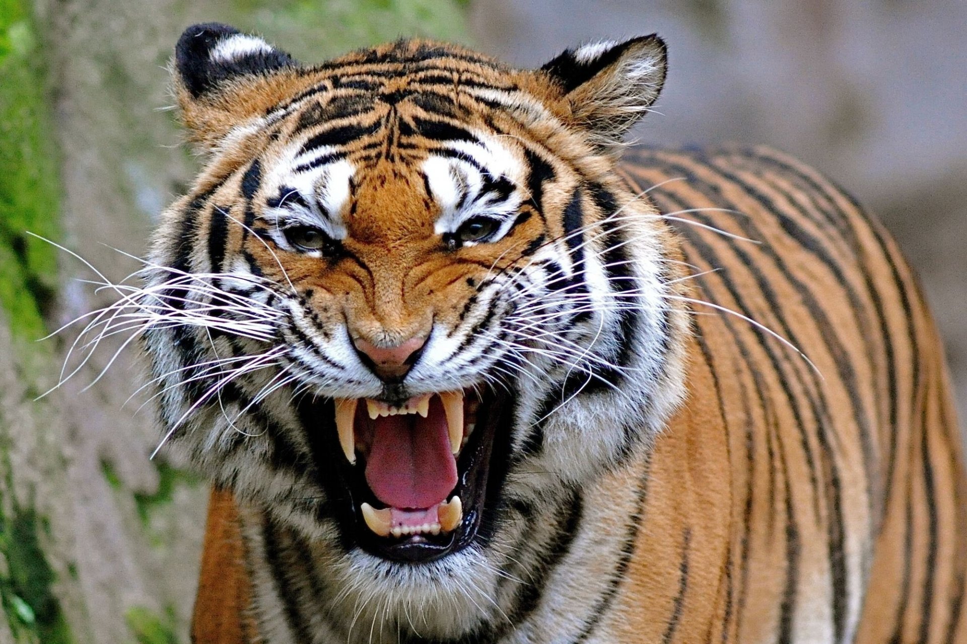 tigre ruggito sorriso predatore