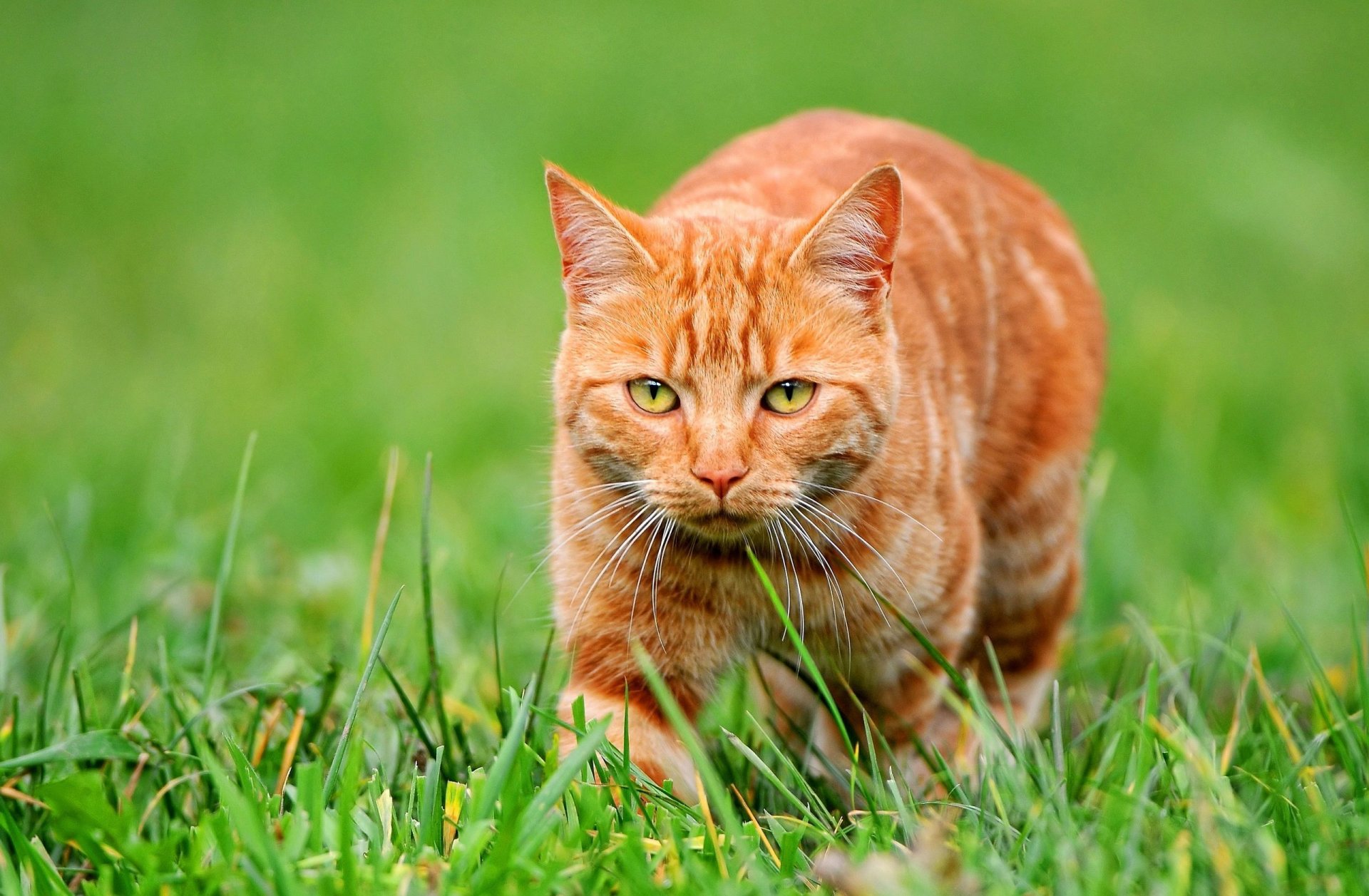 gatto rosso erba vista