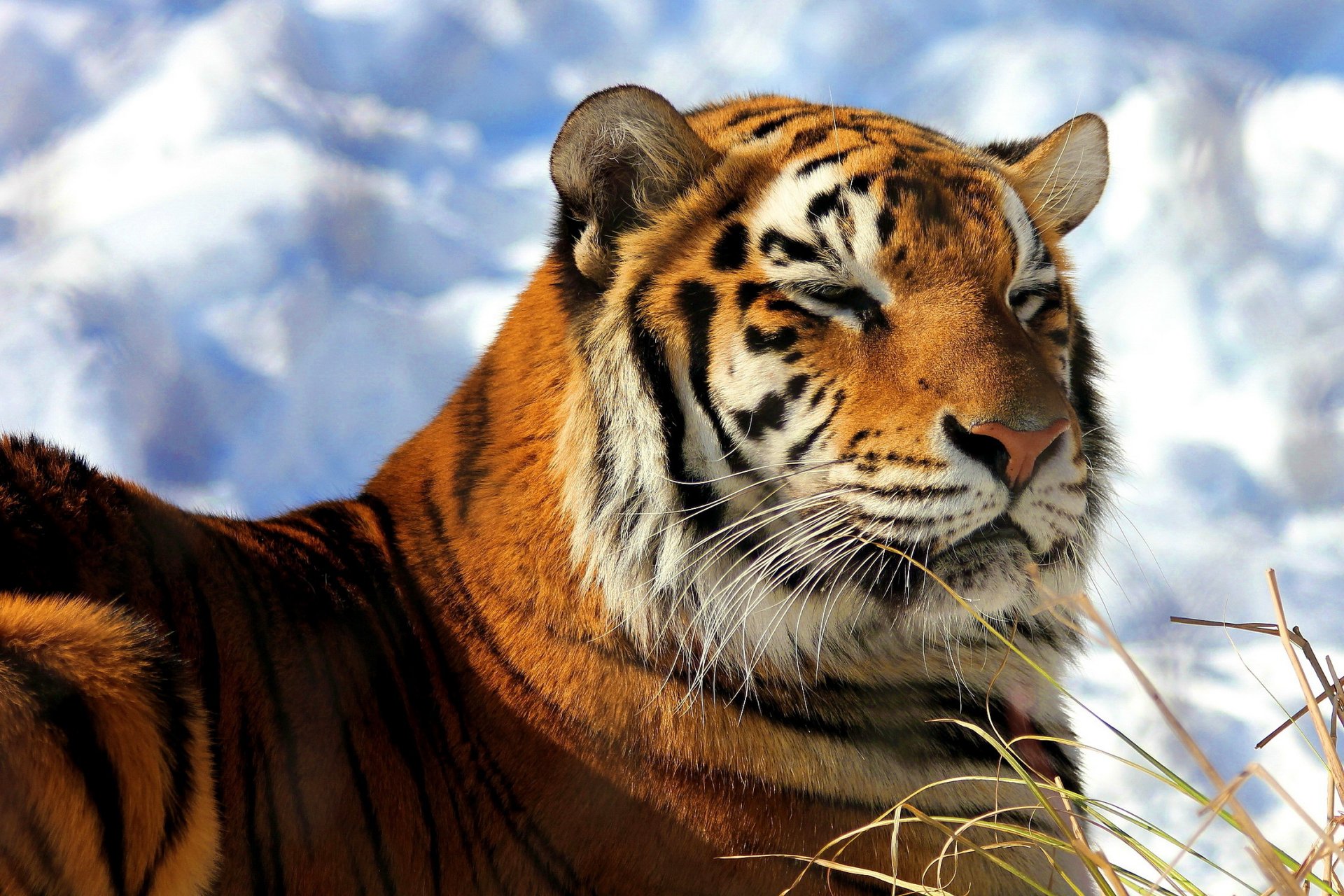 tigre amur muso soddisfatto si trova si scalda neve