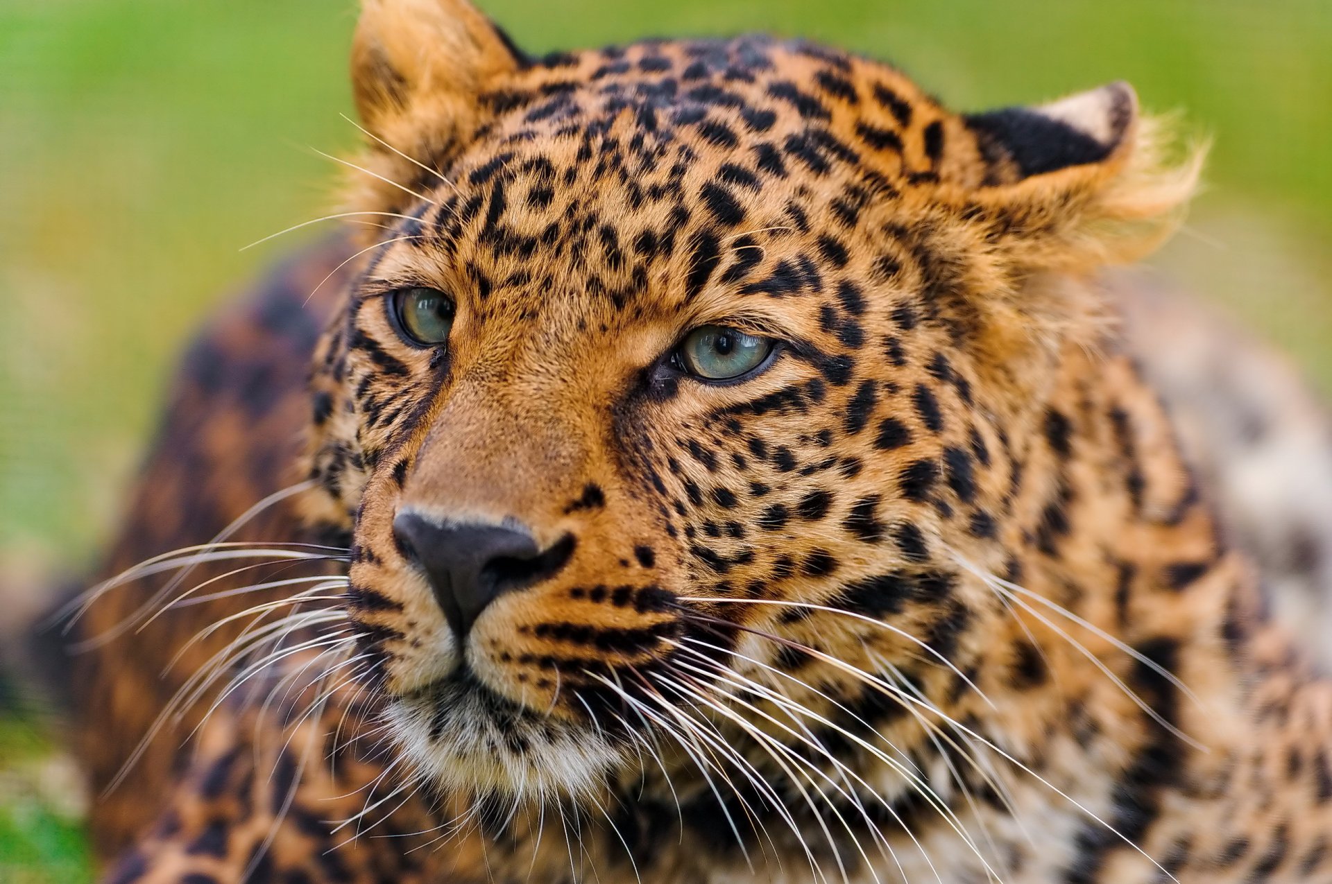 leopard panthera pardus is face mustache curiosity