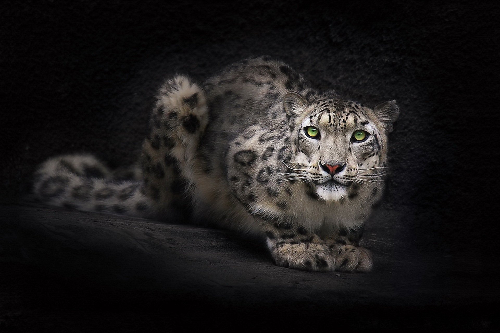 leopardo de las nieves irbis mirada hocico fondo de pantalla fondo