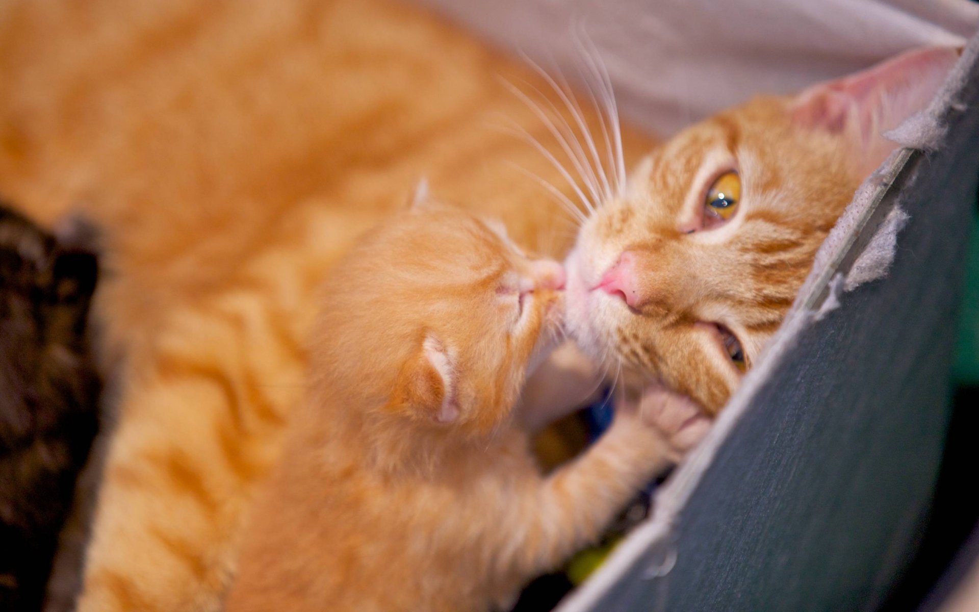 rot katze kätzchen liebe liebkosung niedlich liegt box