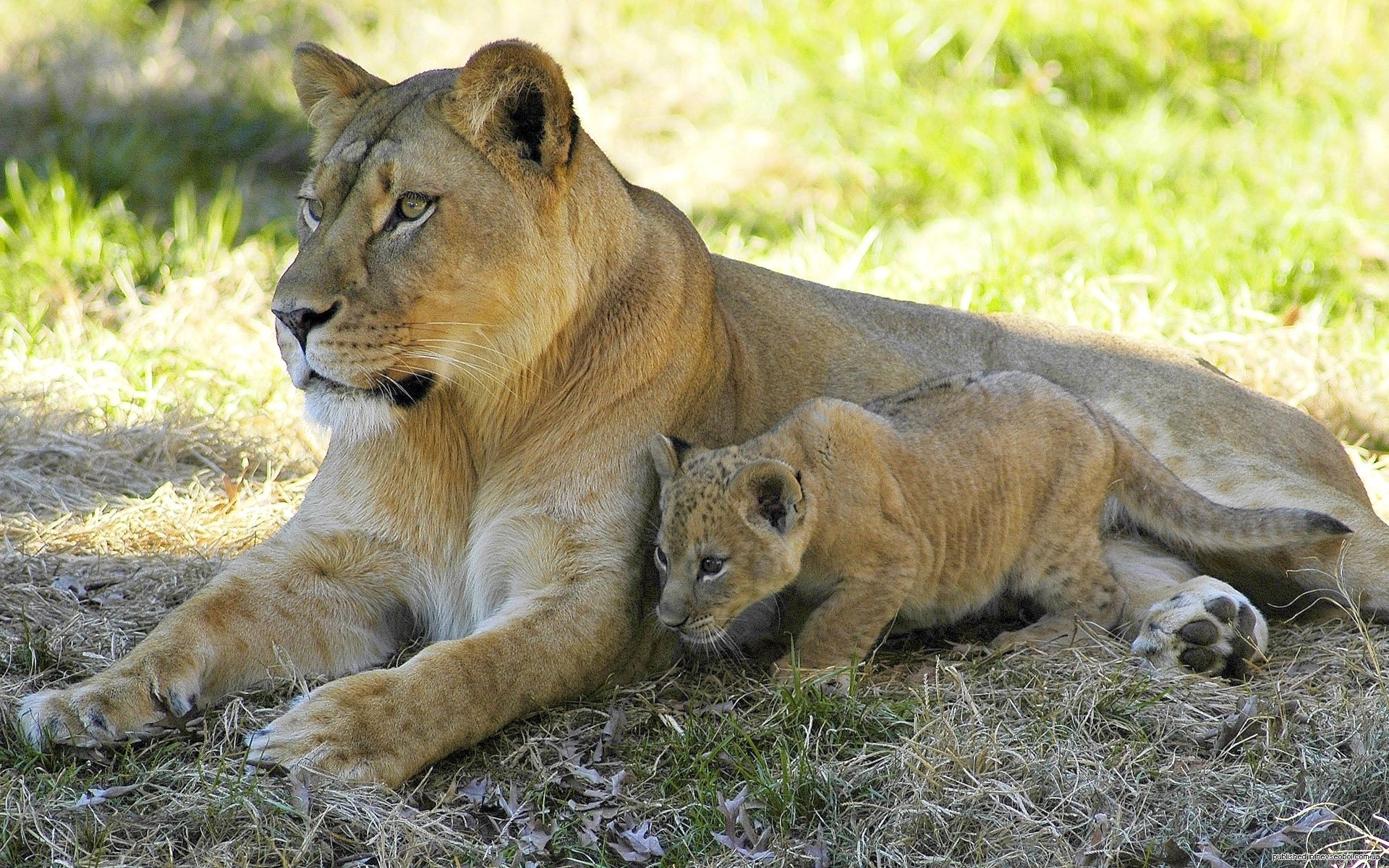 león leona mirada sombra descanso