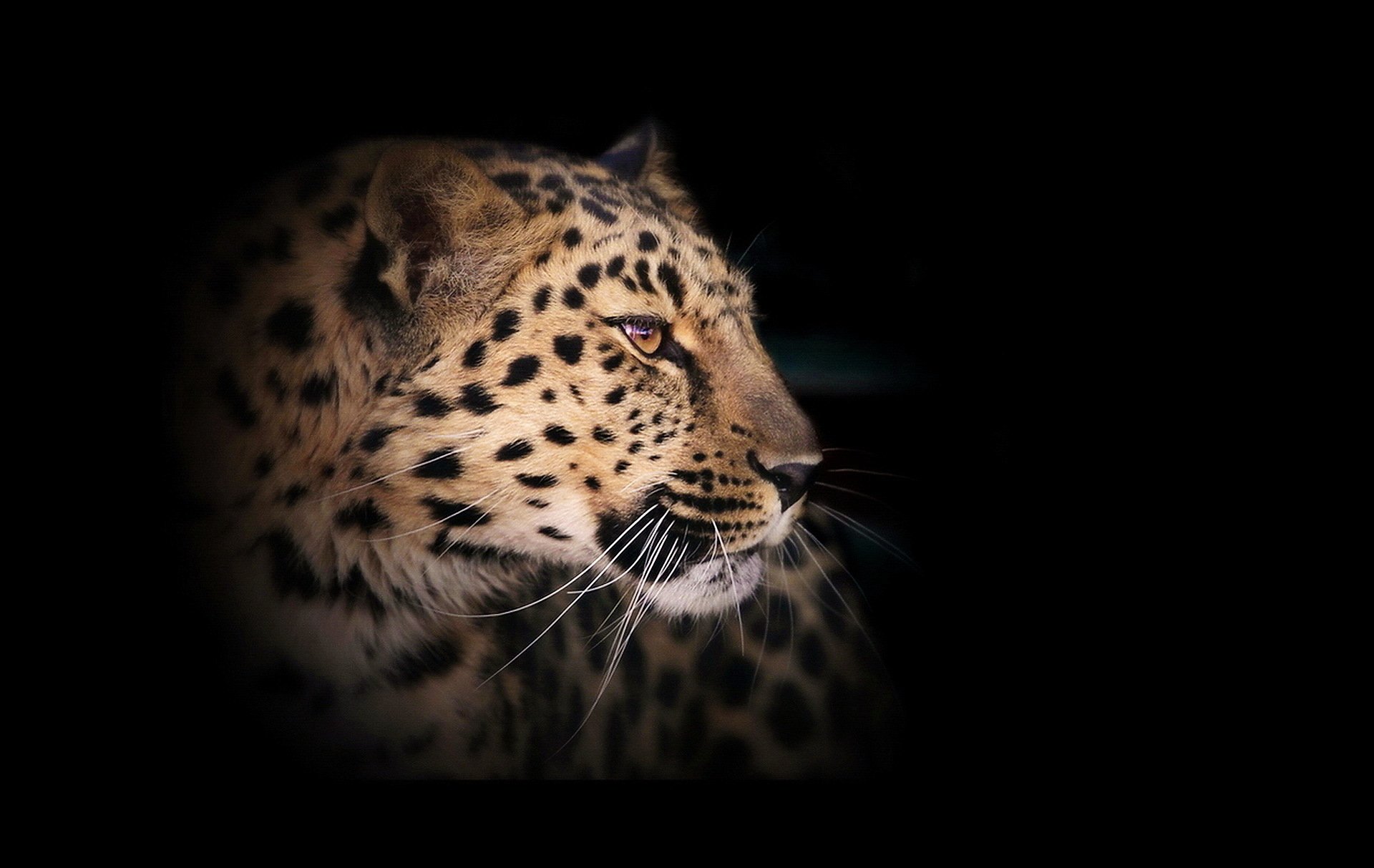 leopard wildkatze