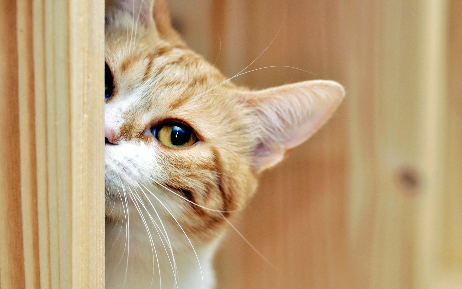 gato mirada casa