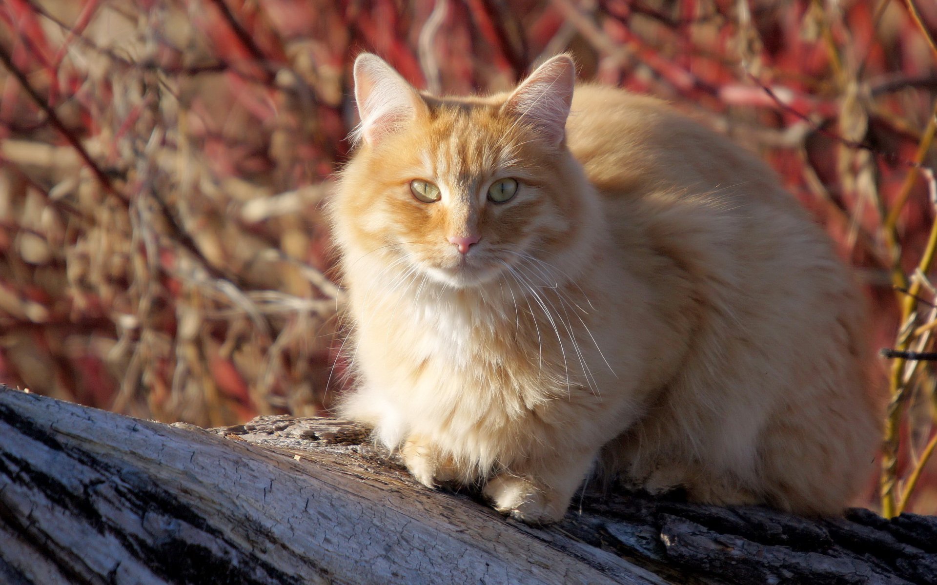 chat été nature