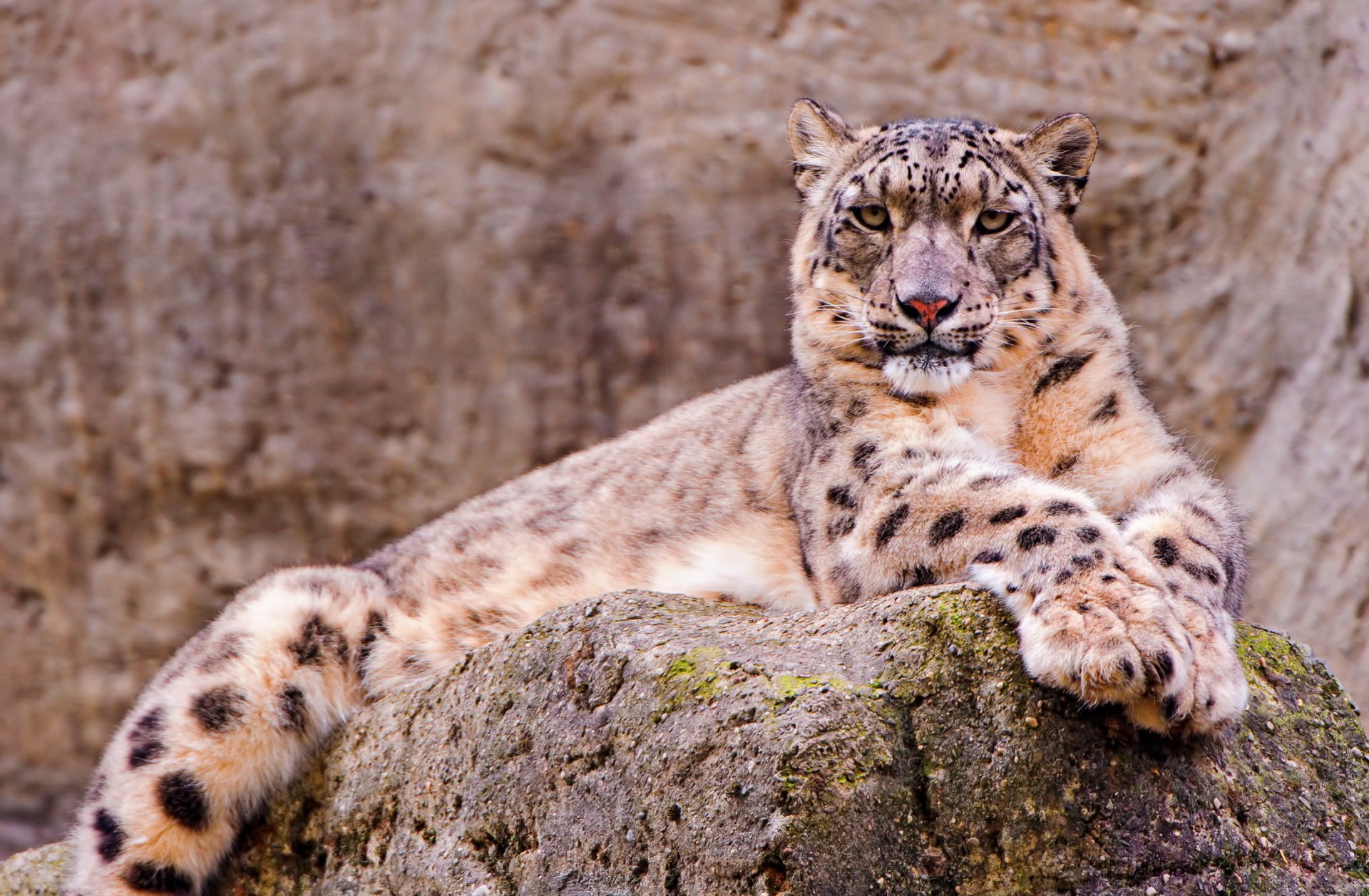 now leopard snow leopard beautiful look lies stone wallpaper