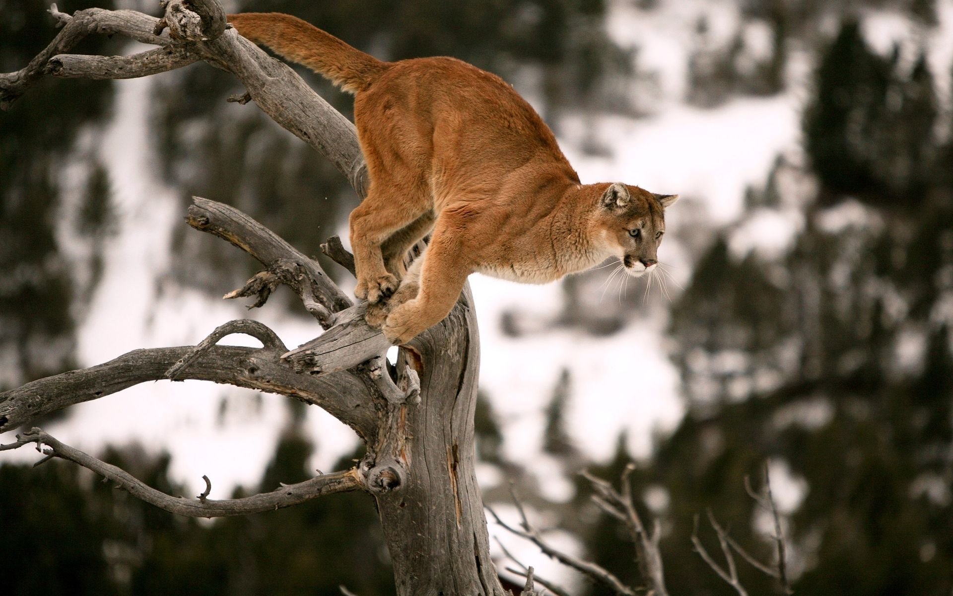 puma depredador salto árbol