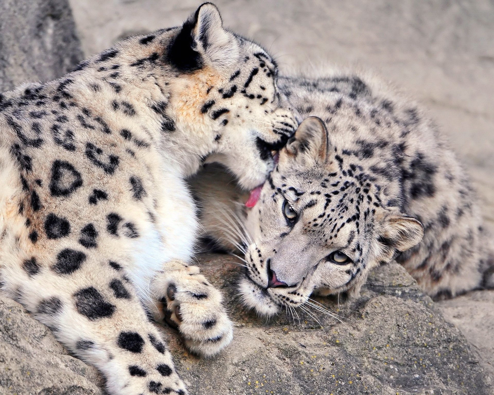 irbis leopardo de las nieves comadreja pareja mirada piedras