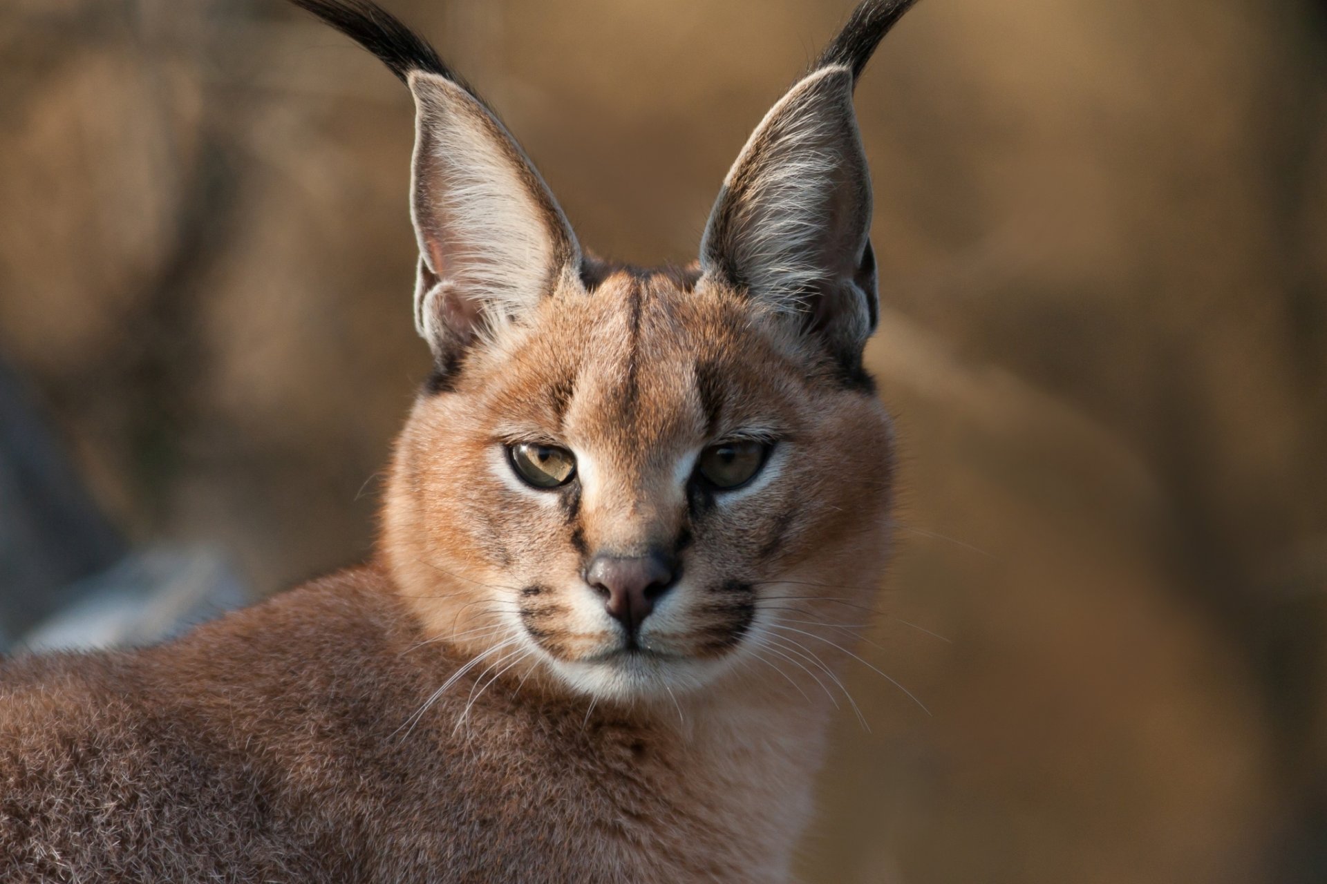 caracal hocico orejas borlas mirada suave