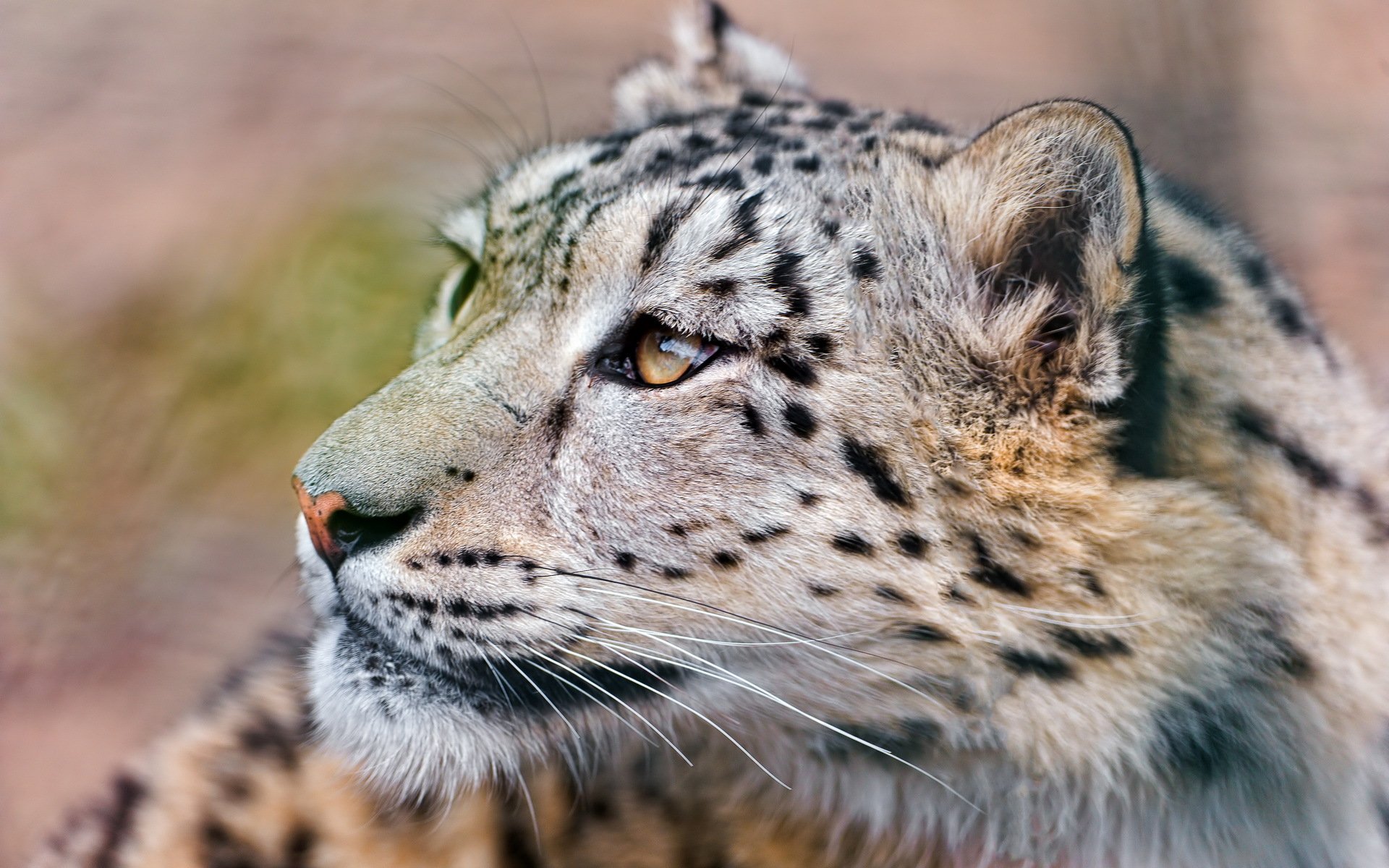 leopardo de las nieves irbis hocico bigote mirando hacia arriba