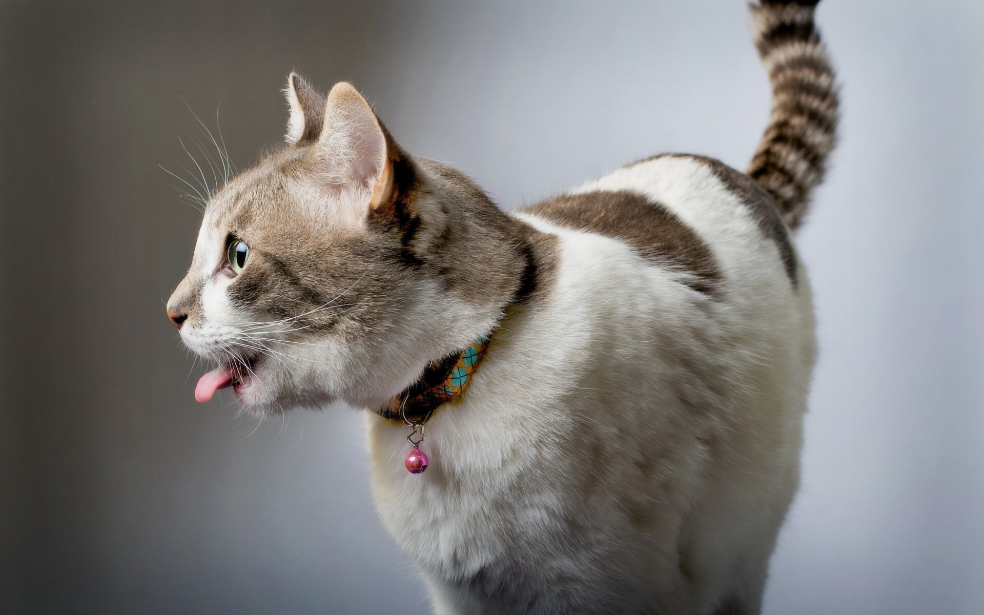 gato casa fondo