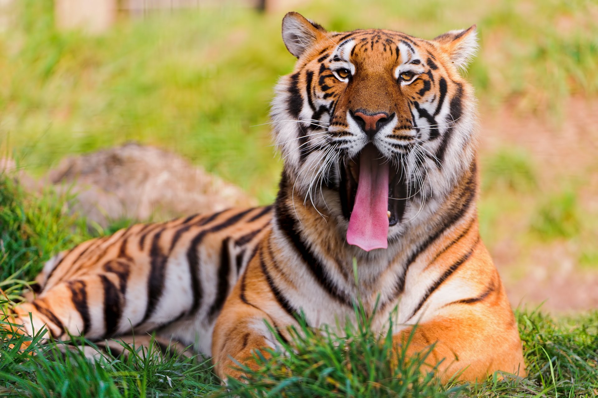 tiger große katze liegt gähnt blick schnauze schnurrbart gras