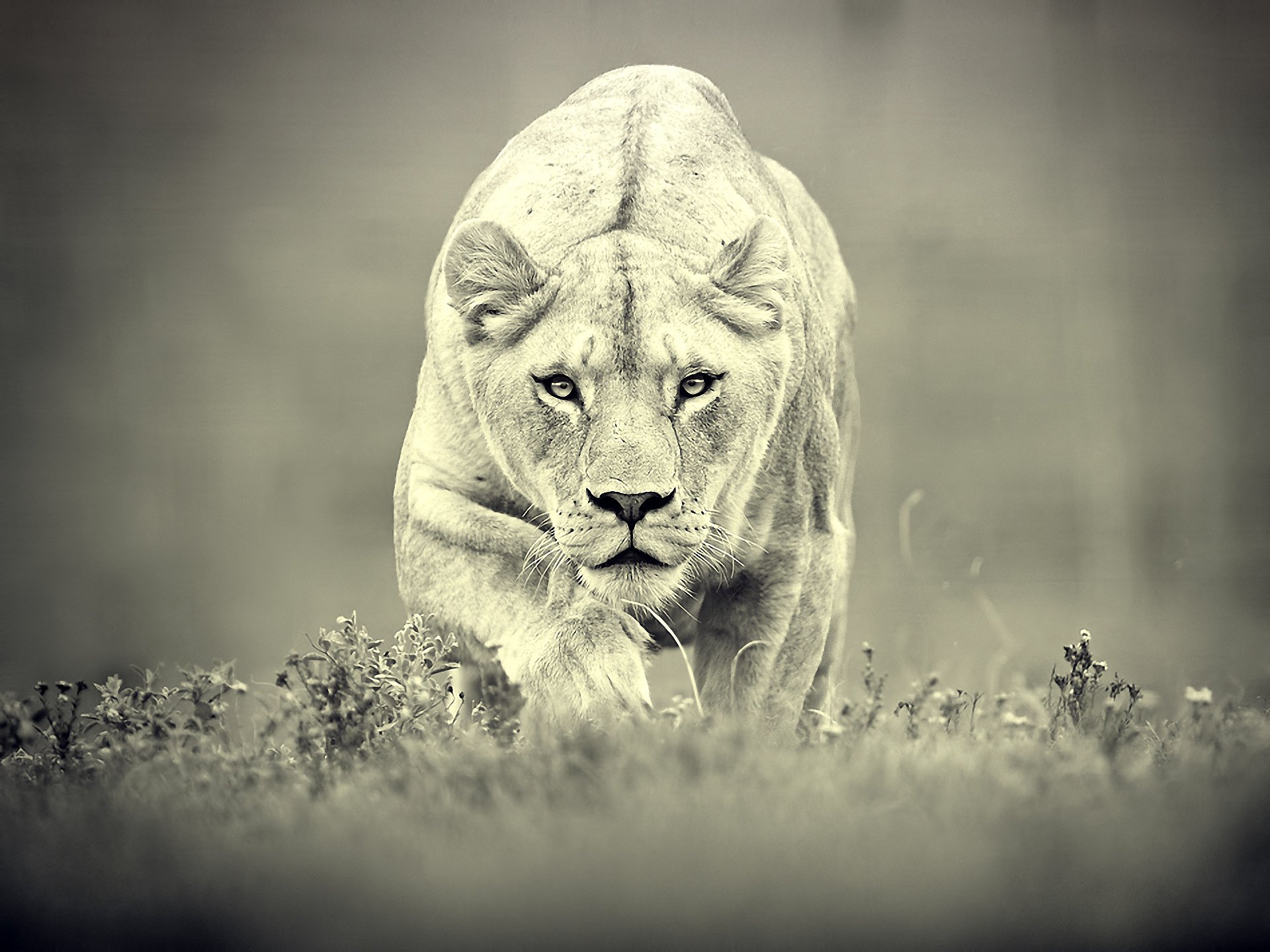 lioness hunt predator