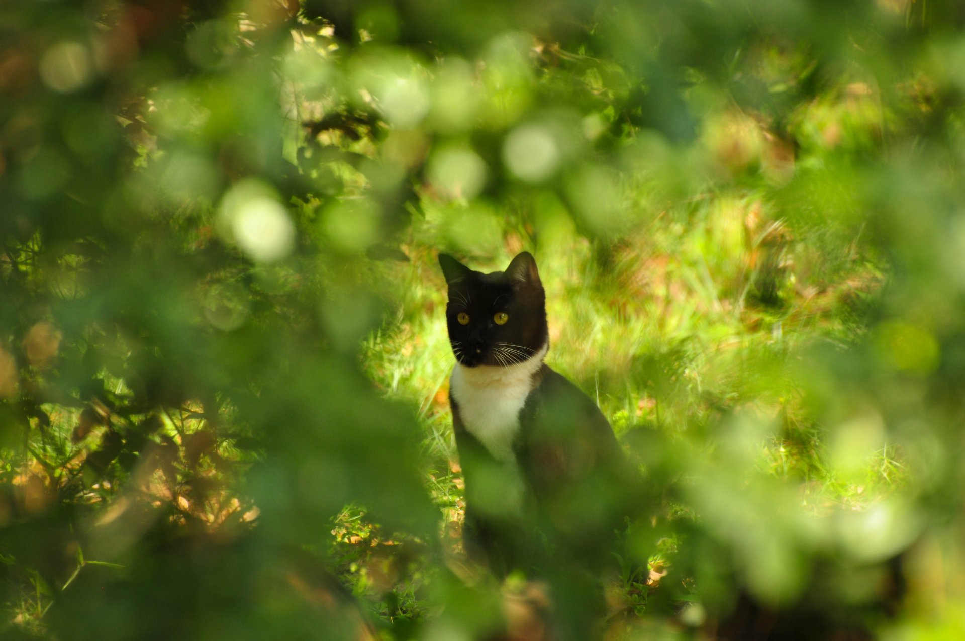 gato gato kote arbustos reflejos bokeh rosemount verano