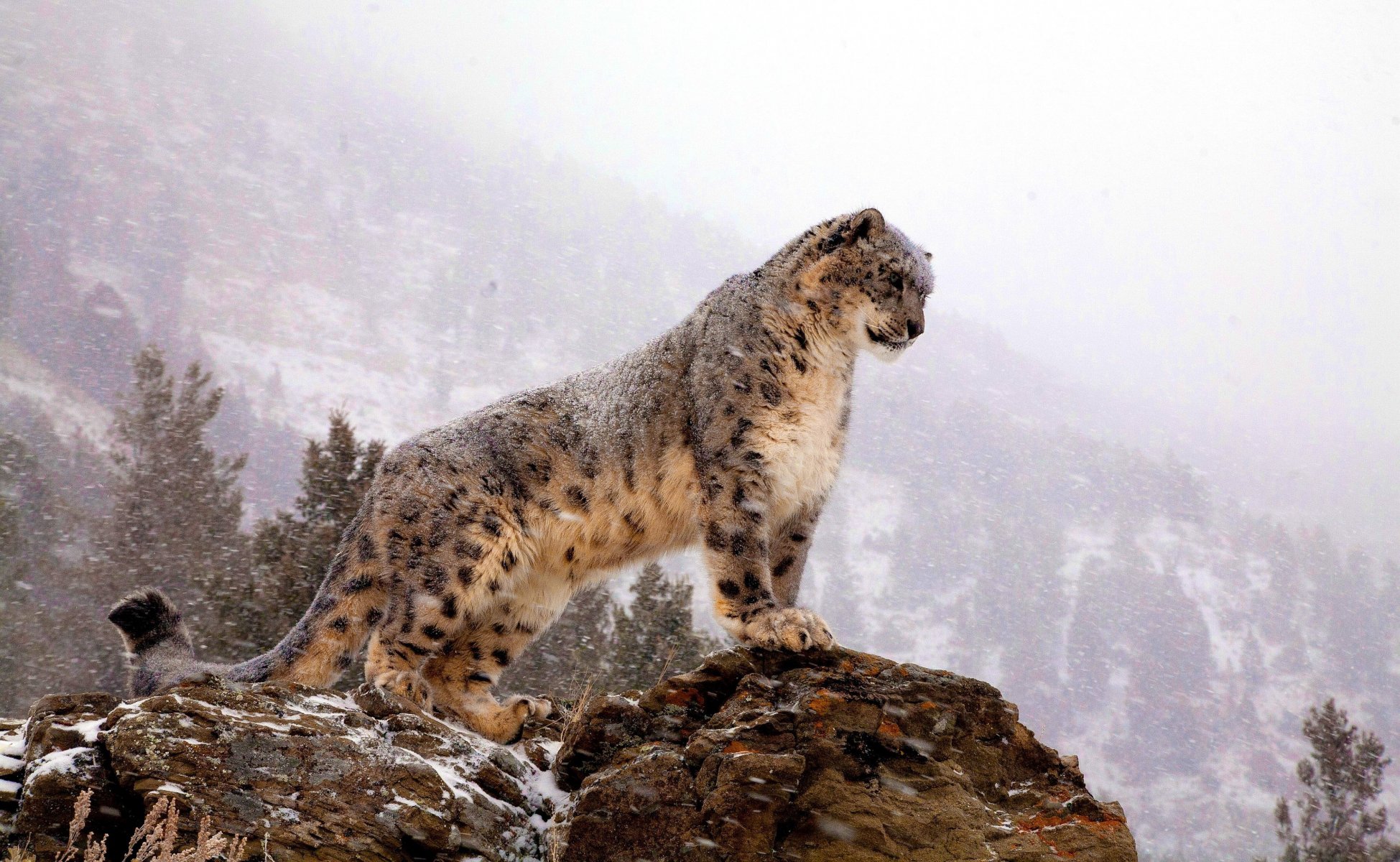 leopardo delle nevi irbis in piedi guardando roccia montagne bufera di neve