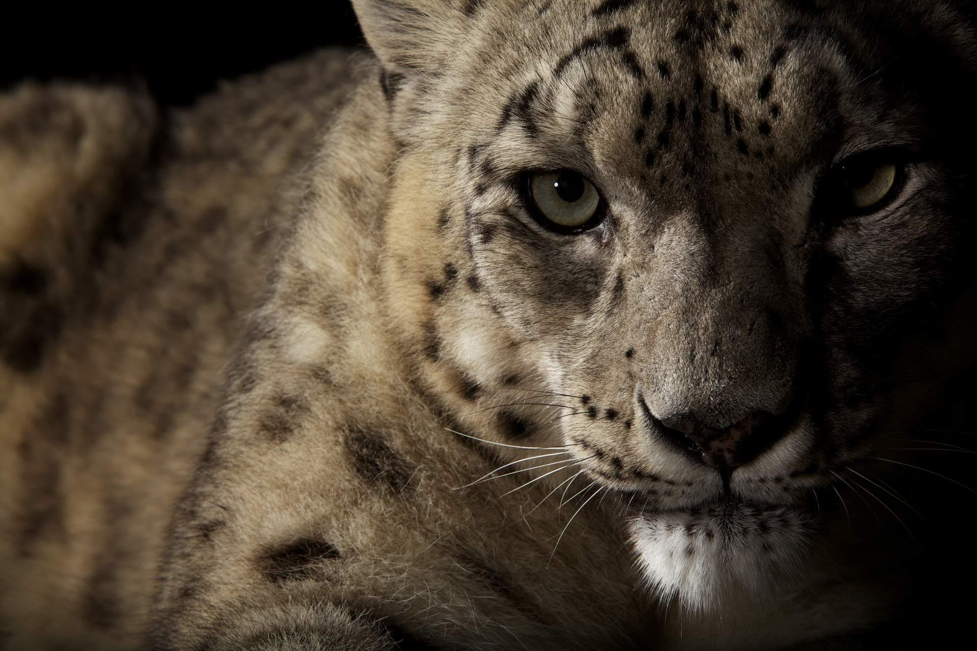 leopardo de las nieves irbis gato montés mirada ojos