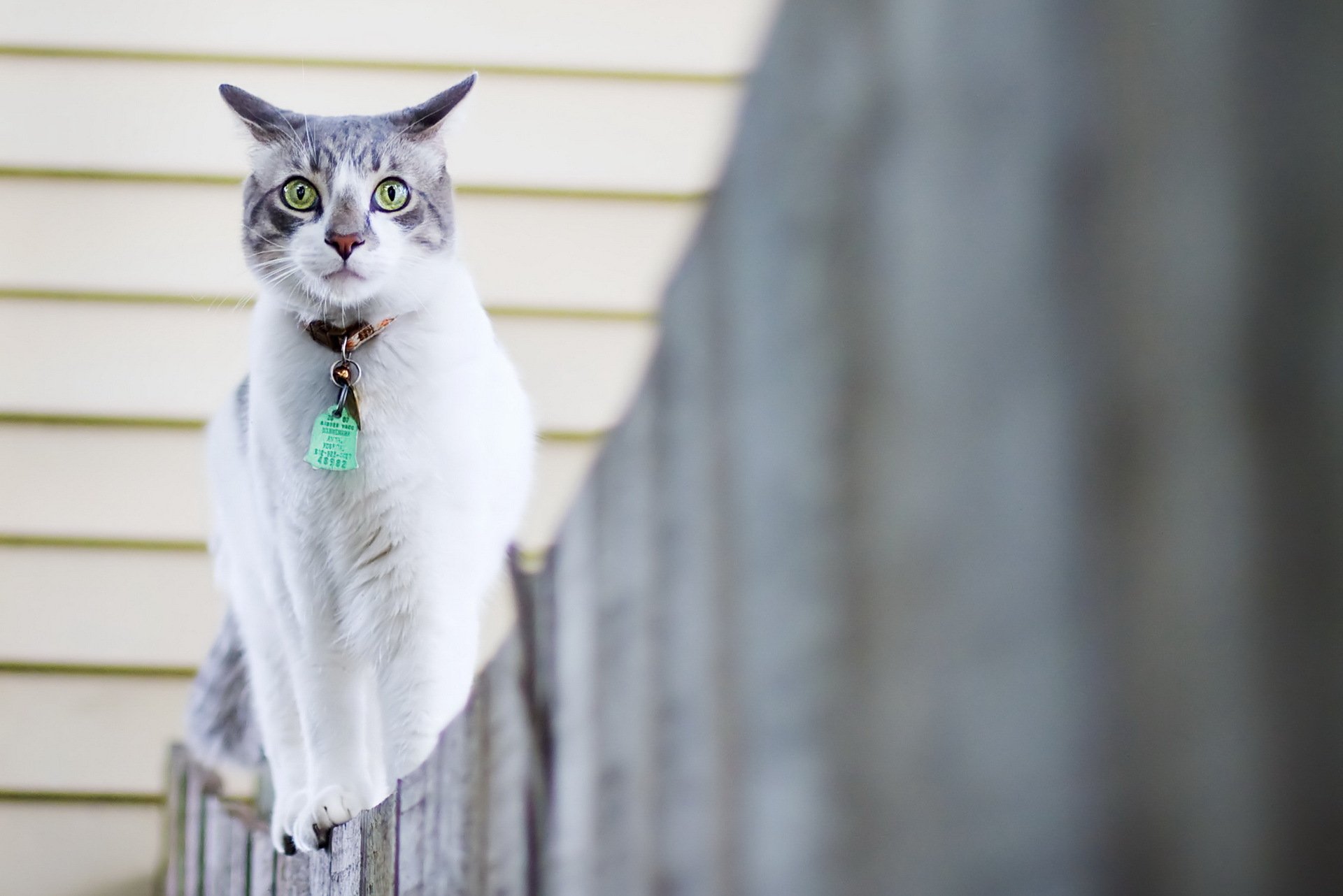 cat fence walk