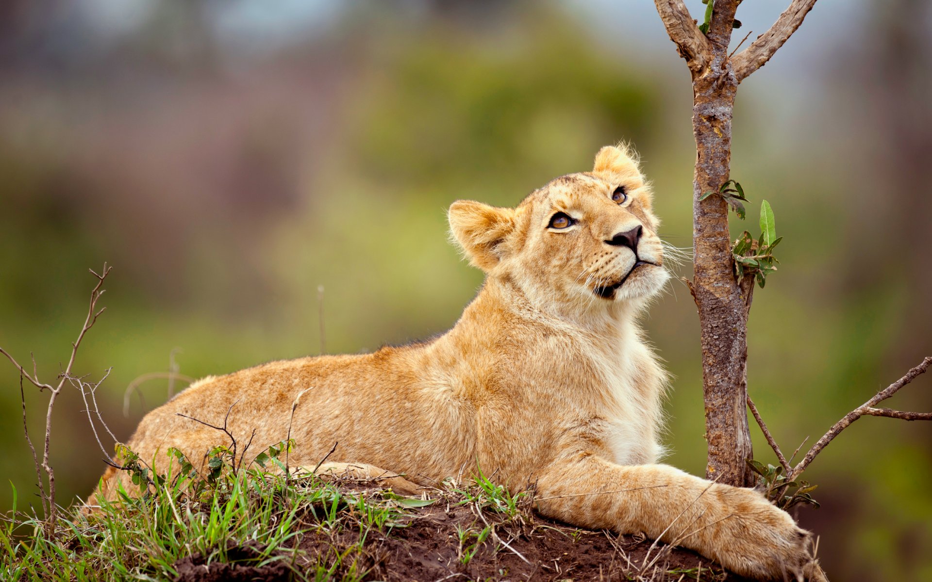 petit lion regarde