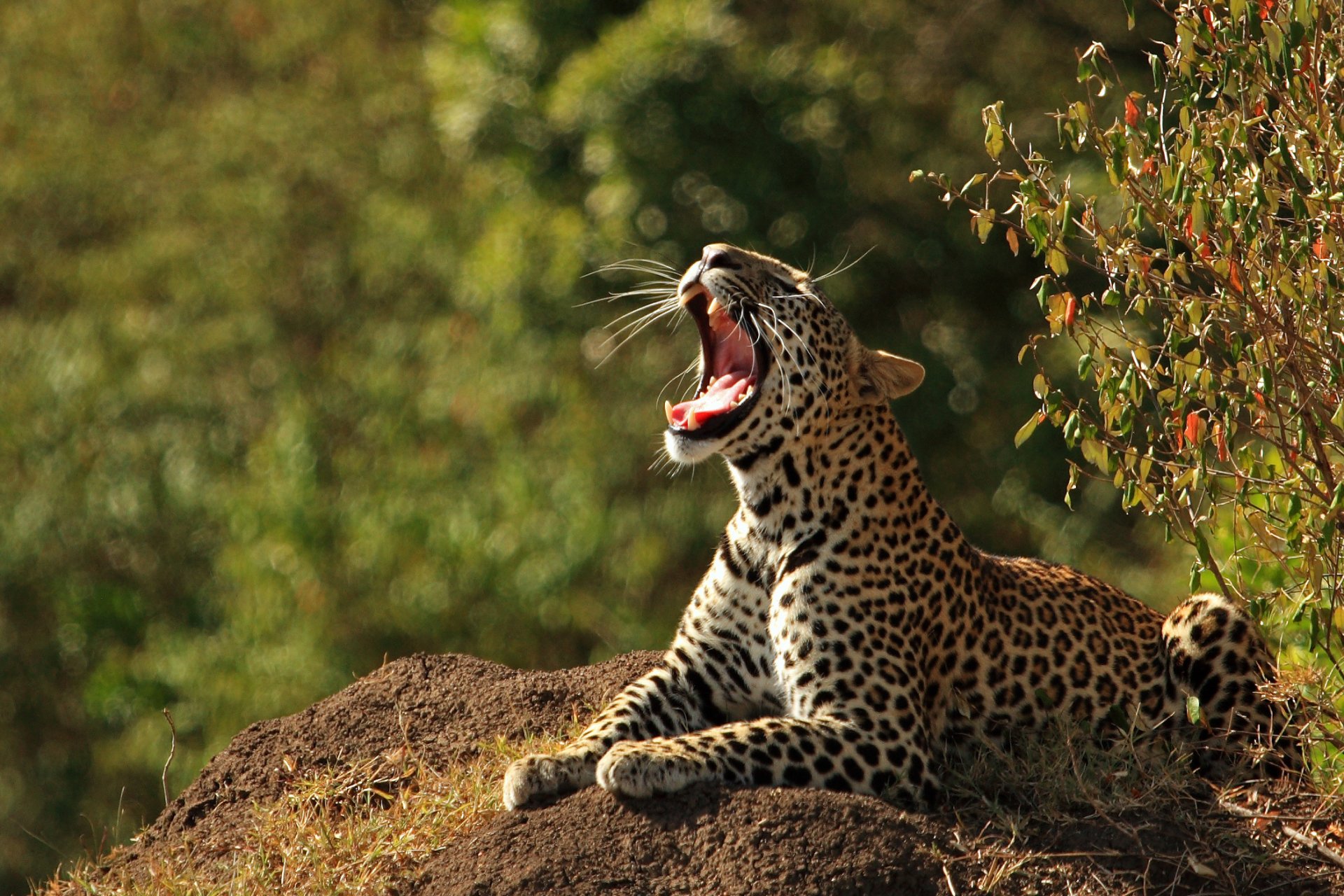 leopard yawn reflection