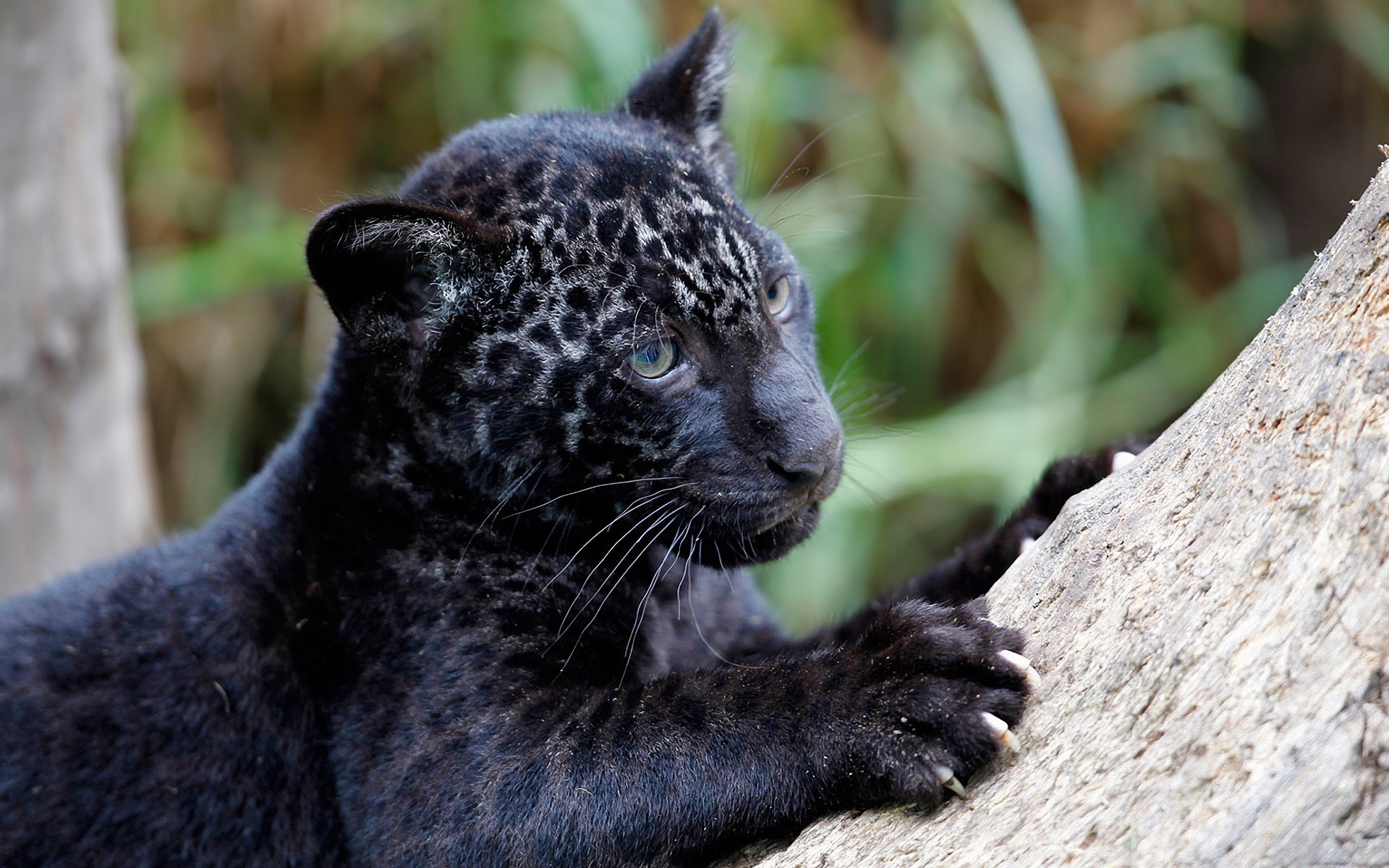 jaguar onca-panther raubtier jungtier krallen