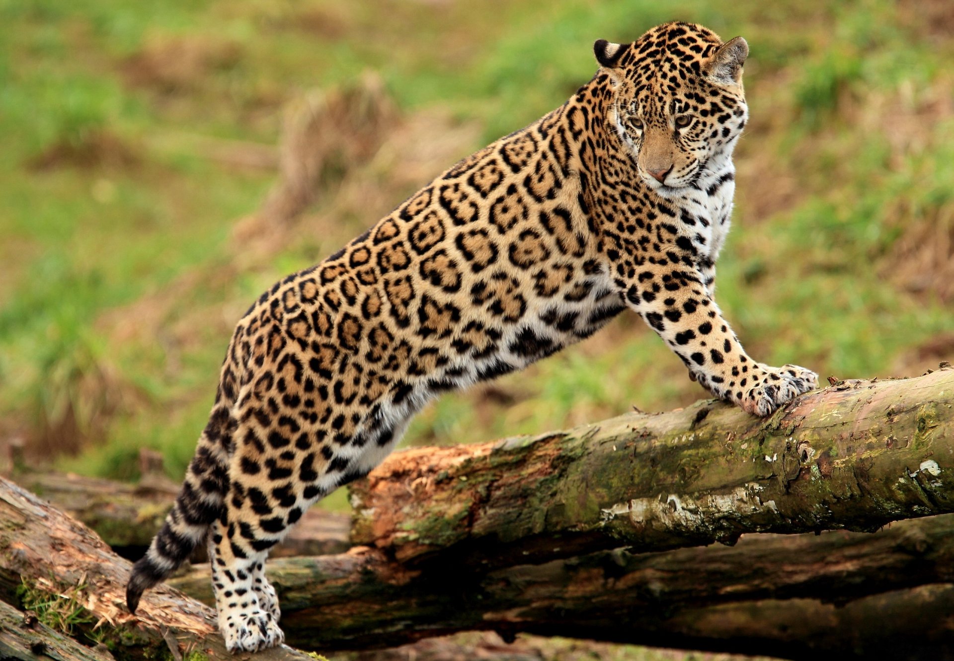 jaguar jaguar pantery onca łapy młody pysk stoi patrzy cętkowany kot kłoda