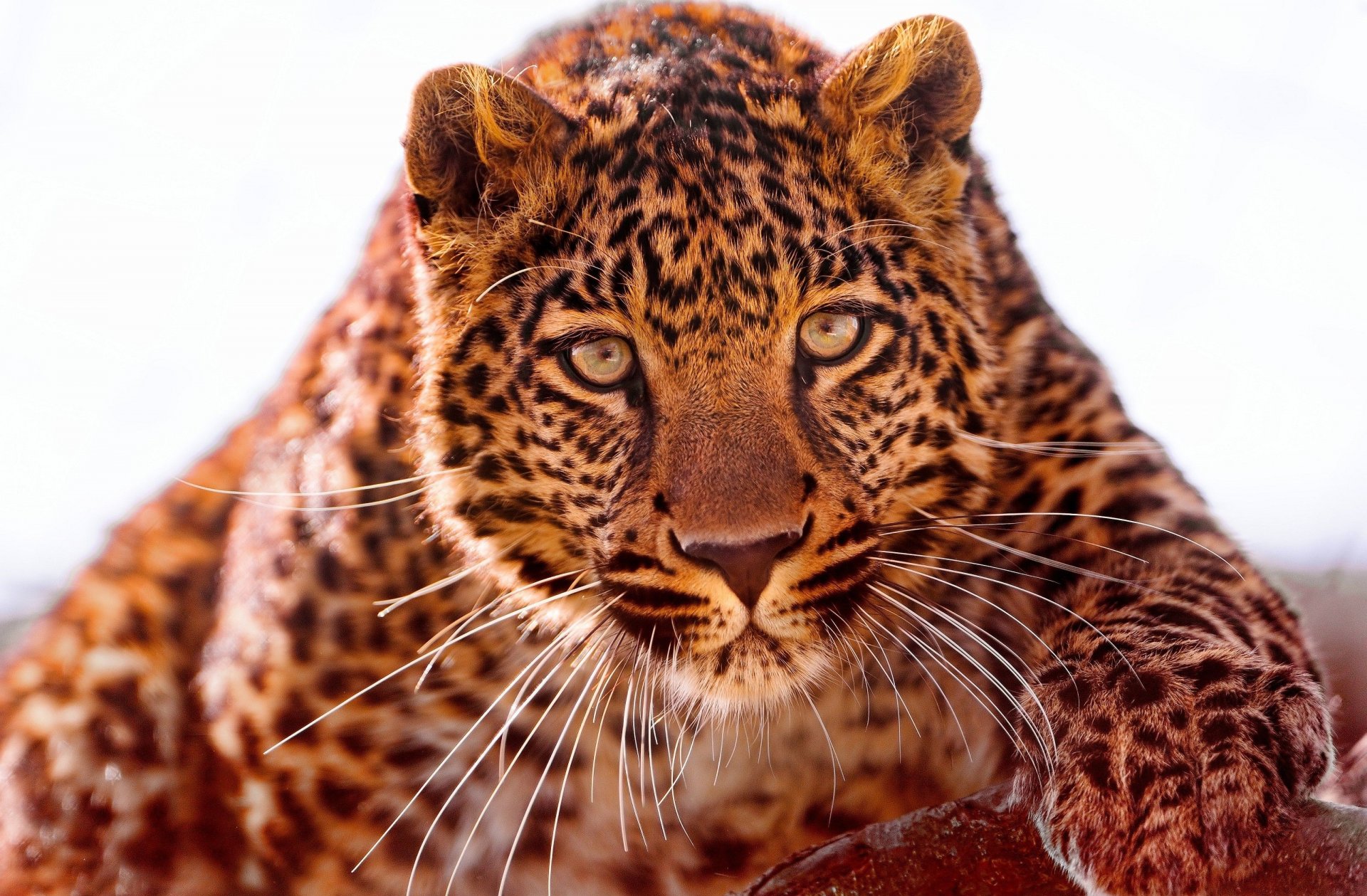 jaguar predator face view