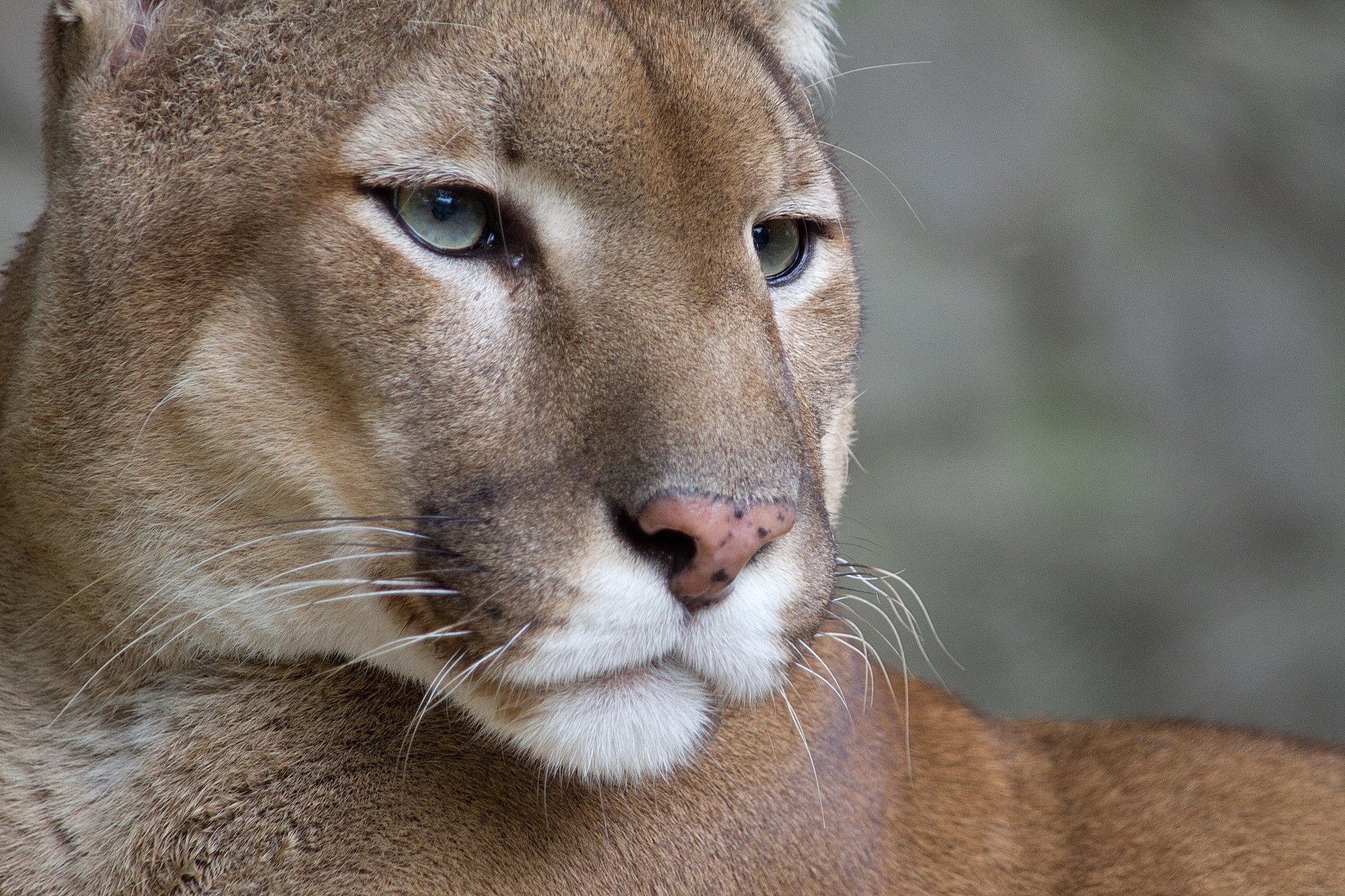 cougar cougar lion de montagne moustache museau vue fond d écran