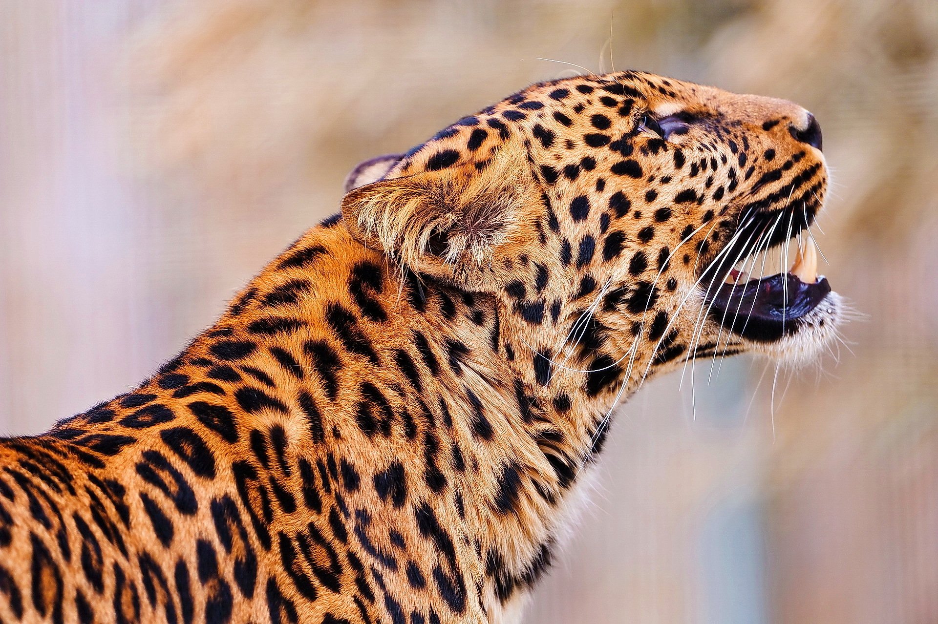 leopard schnauze gefleckt steht schaut nach oben