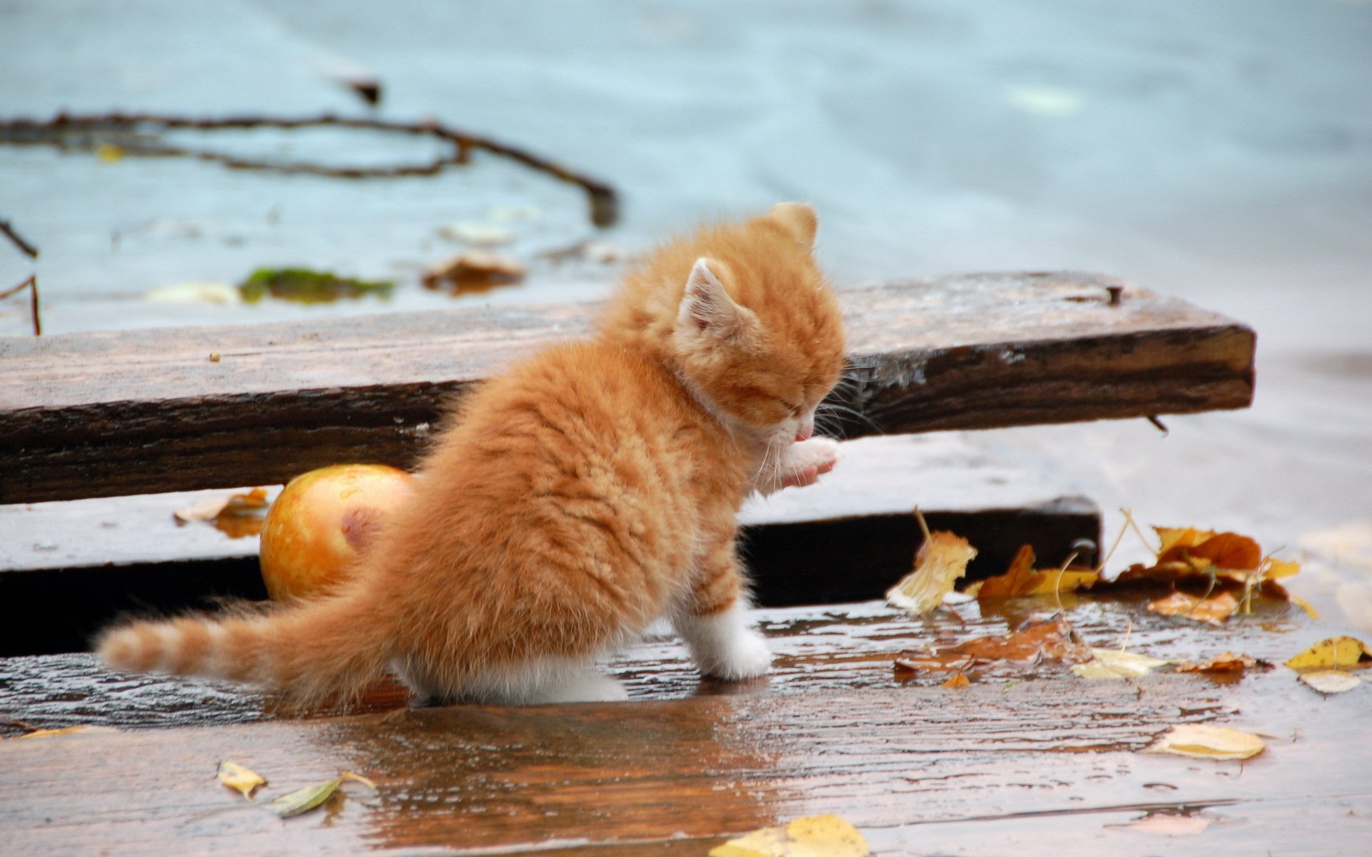 gatto autunno natura