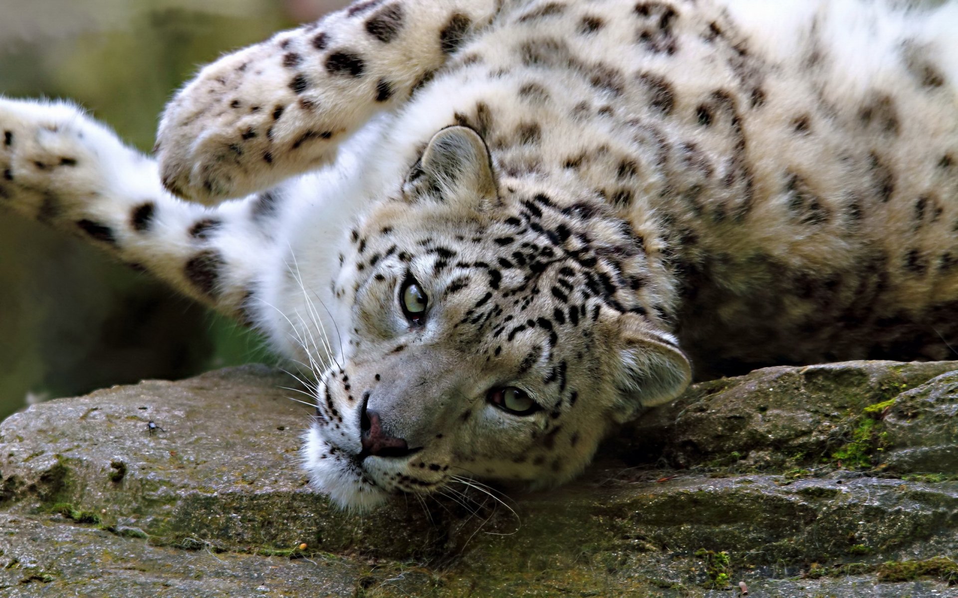 now leopard snow leopard game lying muzzle look stone