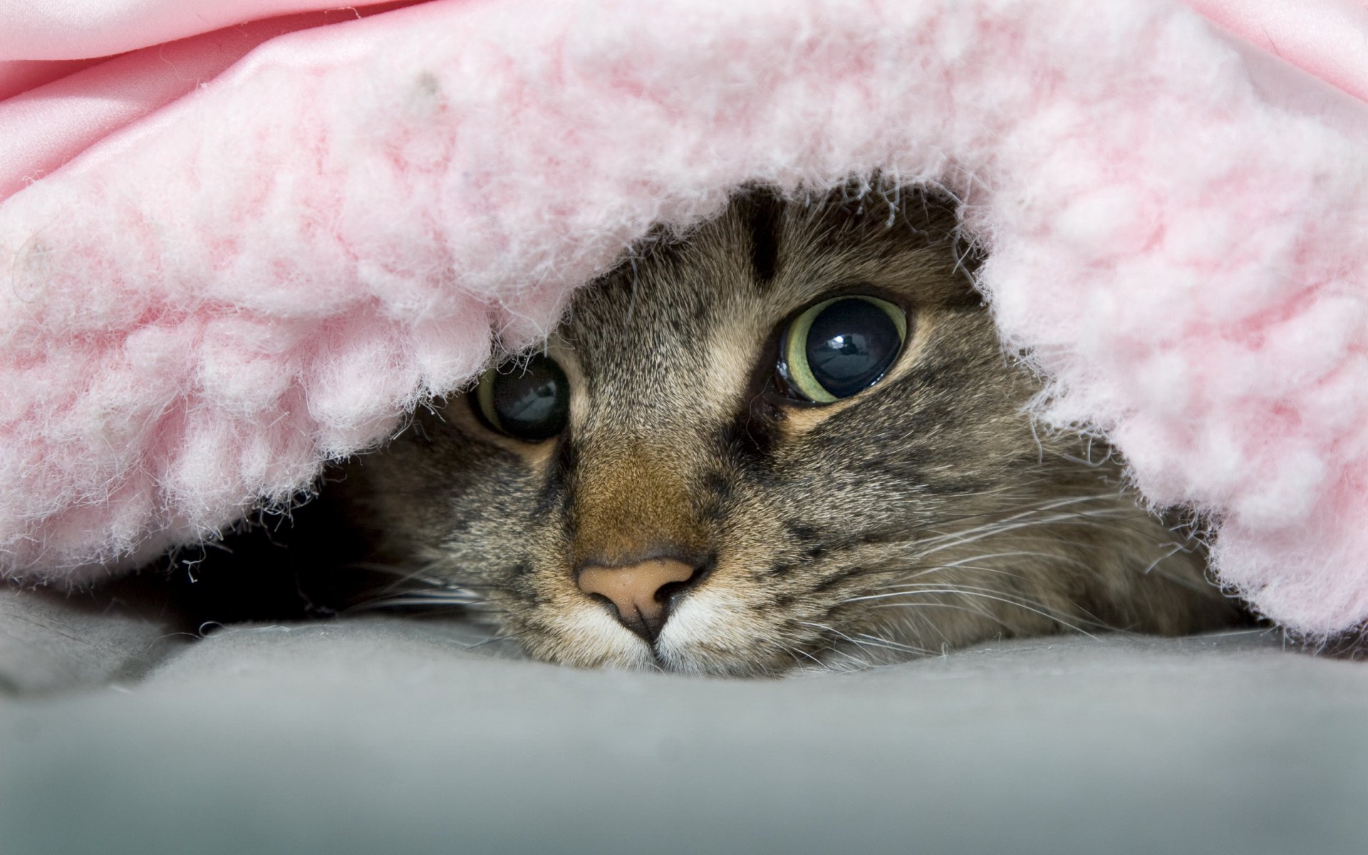 gatto coperta dispettoso