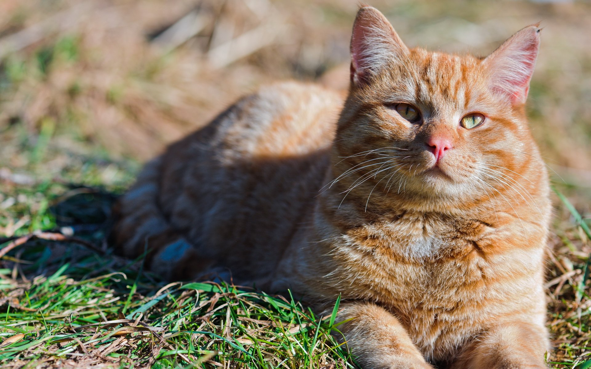 gatto estate natura