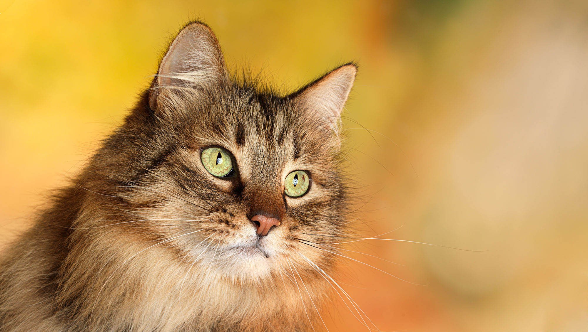 gato ojos bigote