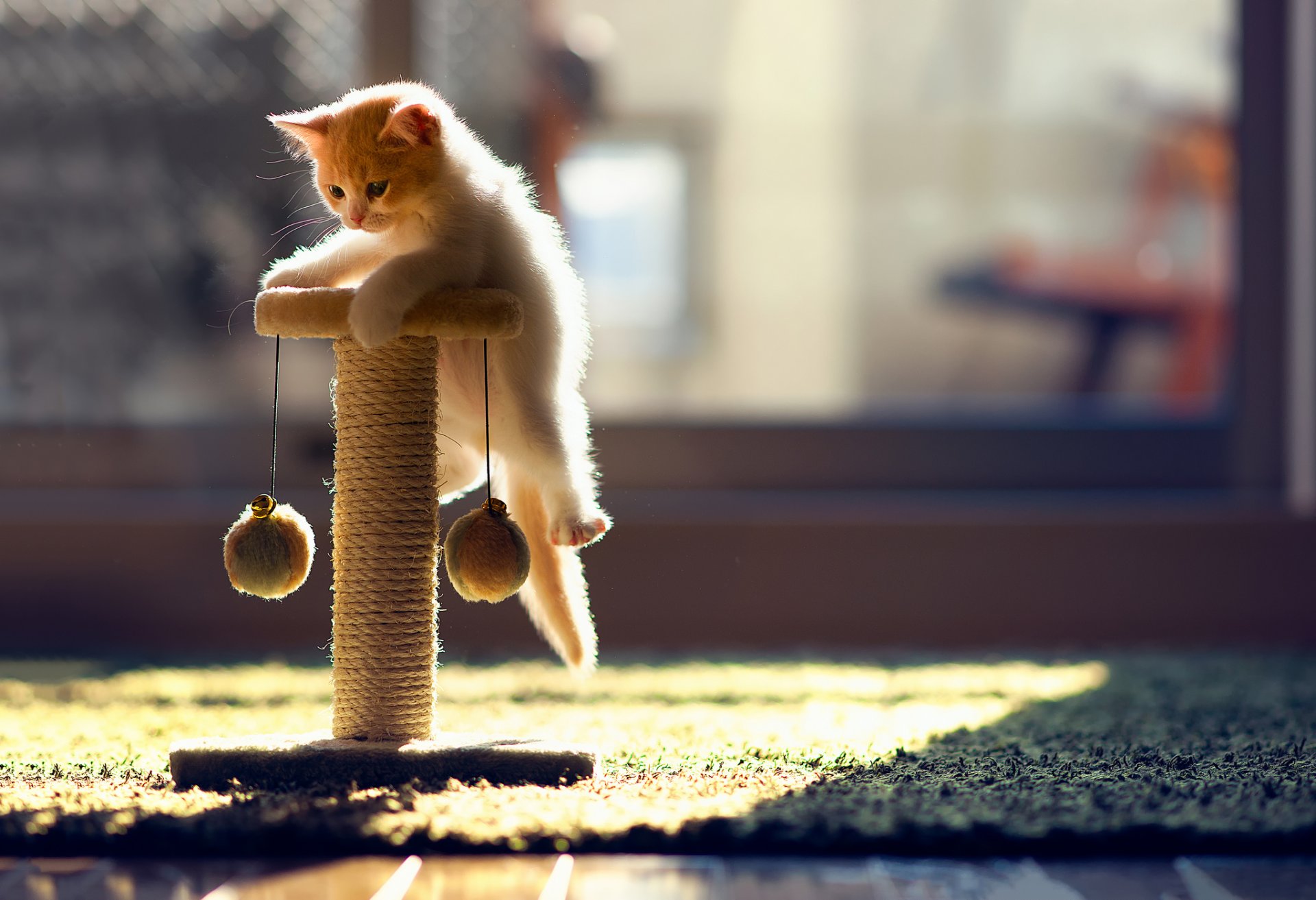 kätzchen katze hannah ben tord spielen spielzeug teppich sonnenstrahlen