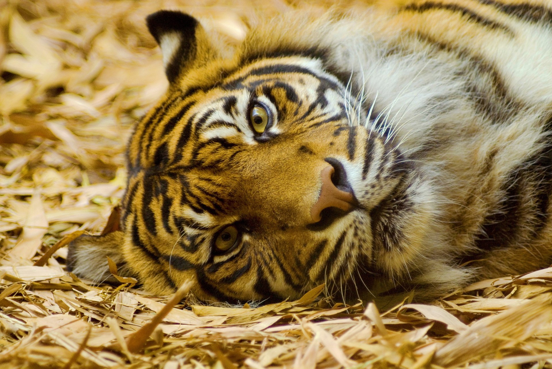 tigre miente mira hocico bigote mirada